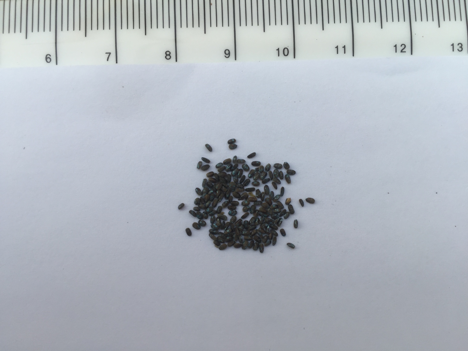 배초향 씨앗 Agastache rugosa (Fisch. & Mey.) Kuntze seed