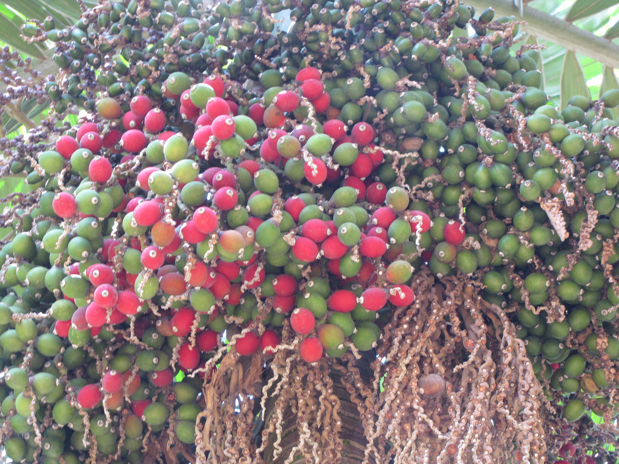 붉은잎 야자 씨앗 Chambeyronia macrocarpa seed