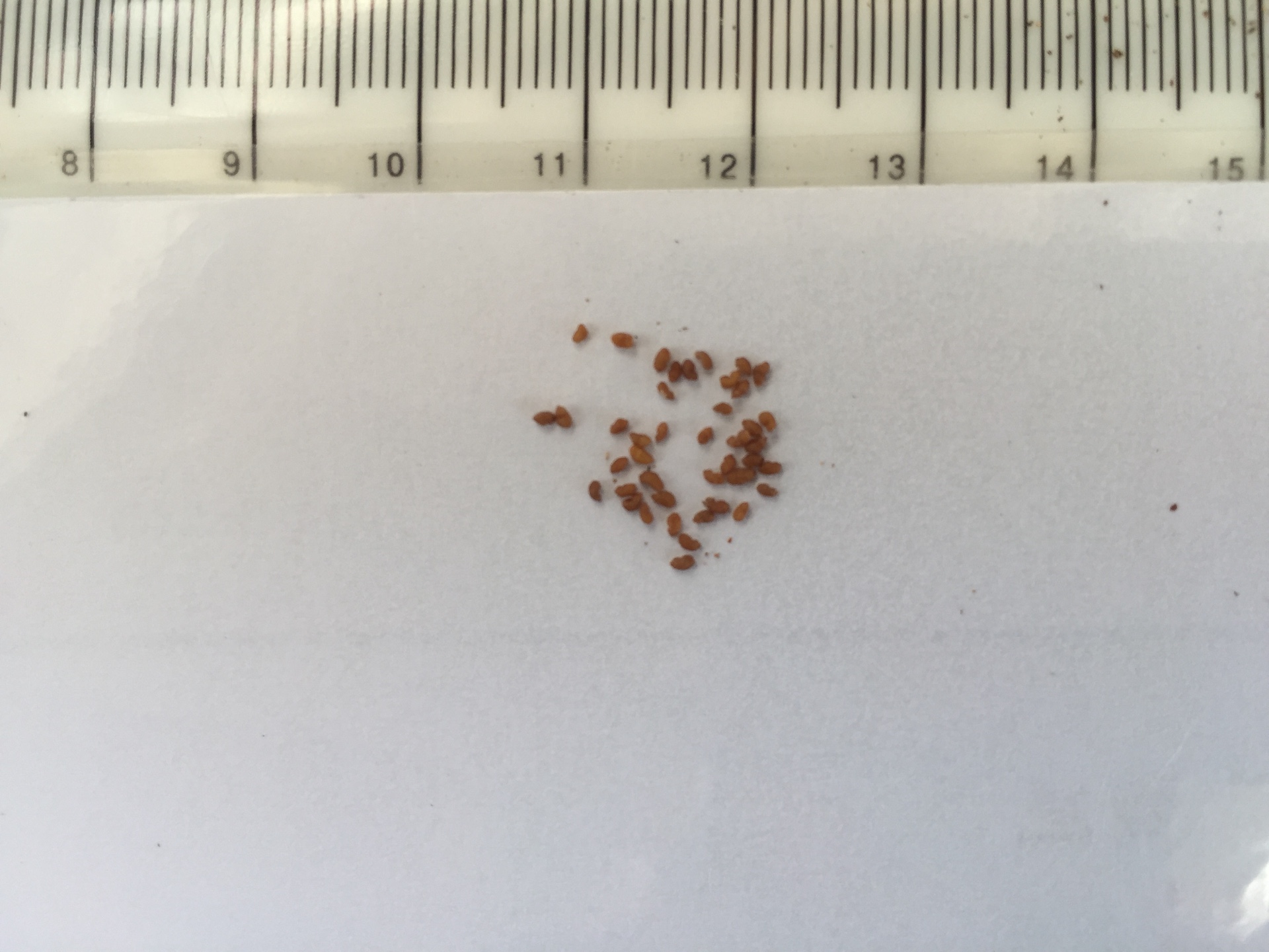 길리아 트라이컬러 씨앗 Gilia tricolor seed