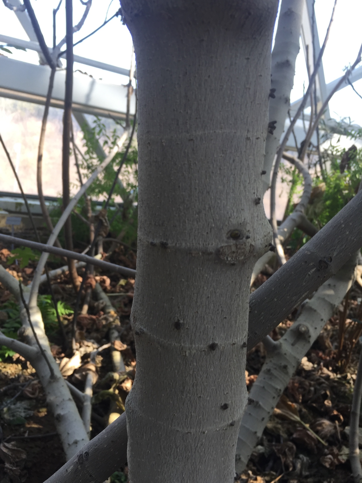 무화과나무줄기 Ficus carica L. trunk