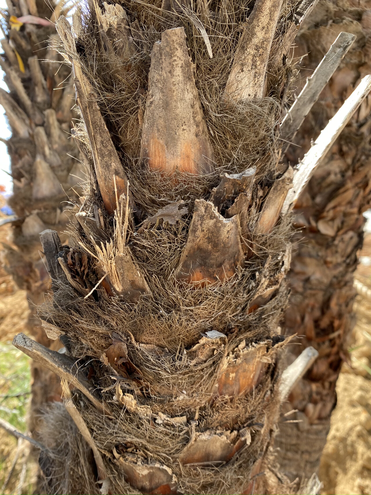 차마로프스야자줄기 Chamaerops humilis trunk