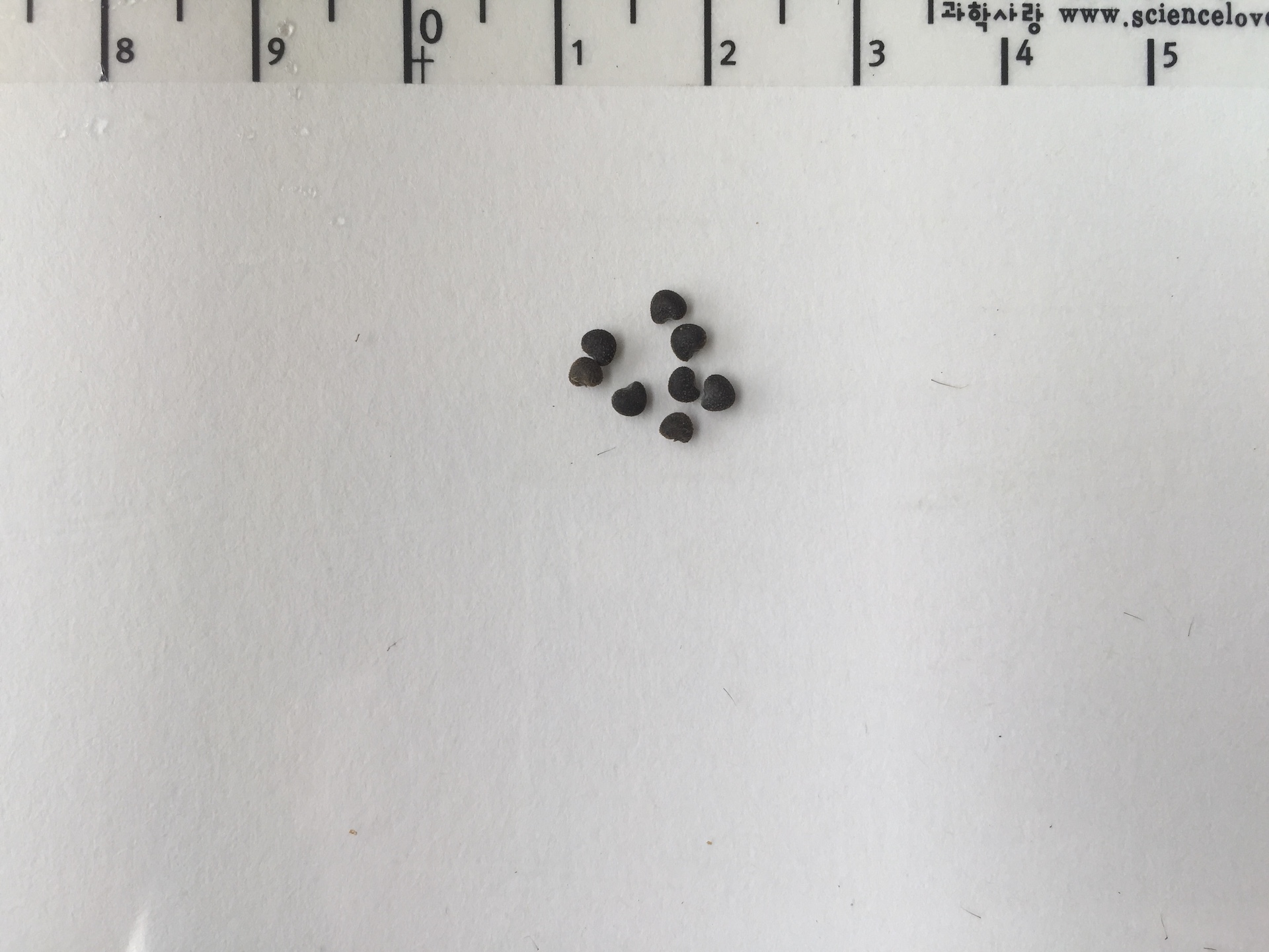 수박풀 씨앗 Hibiscus trionum seed