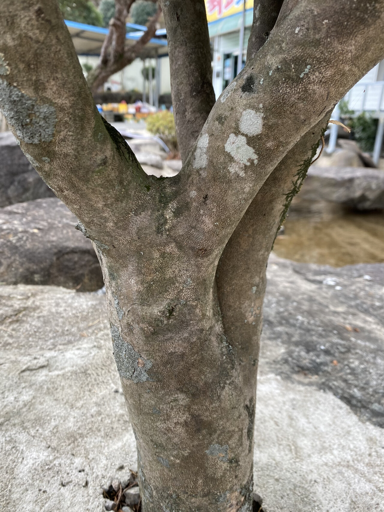 동백나무줄기 Camellia japonica L. trunk