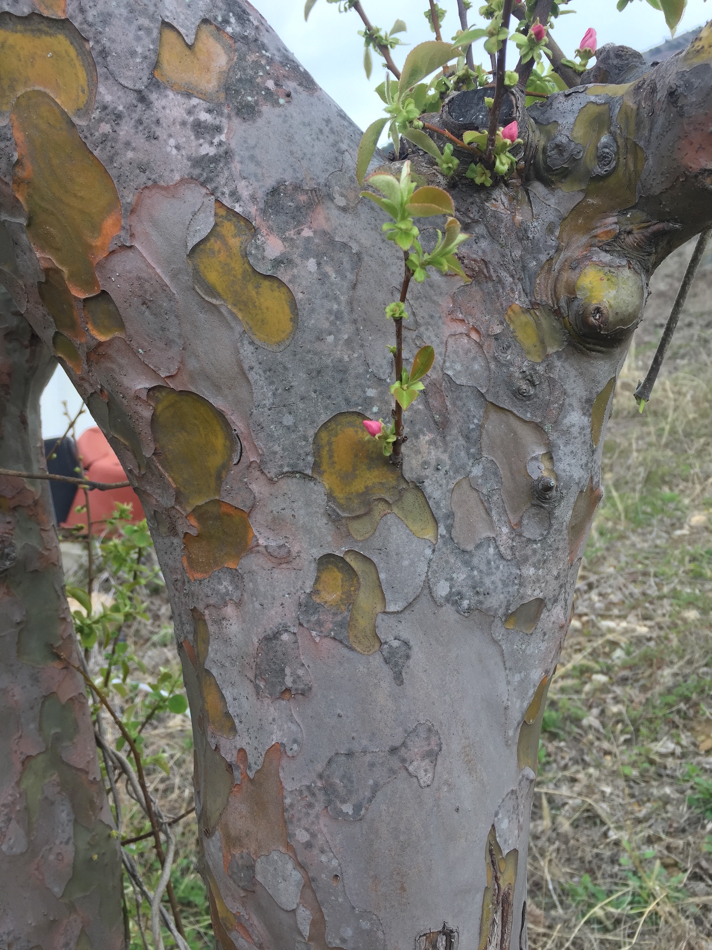 모과나무줄기 Chaenomeles sinensis trunk