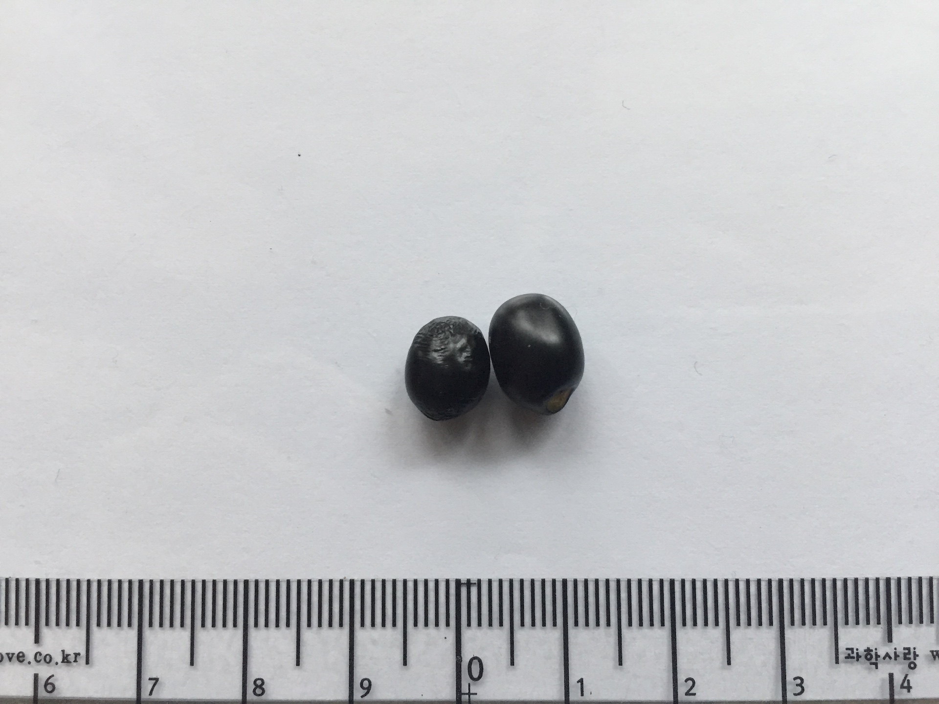 미키마우스트리 씨앗 Ochna serrulata seed