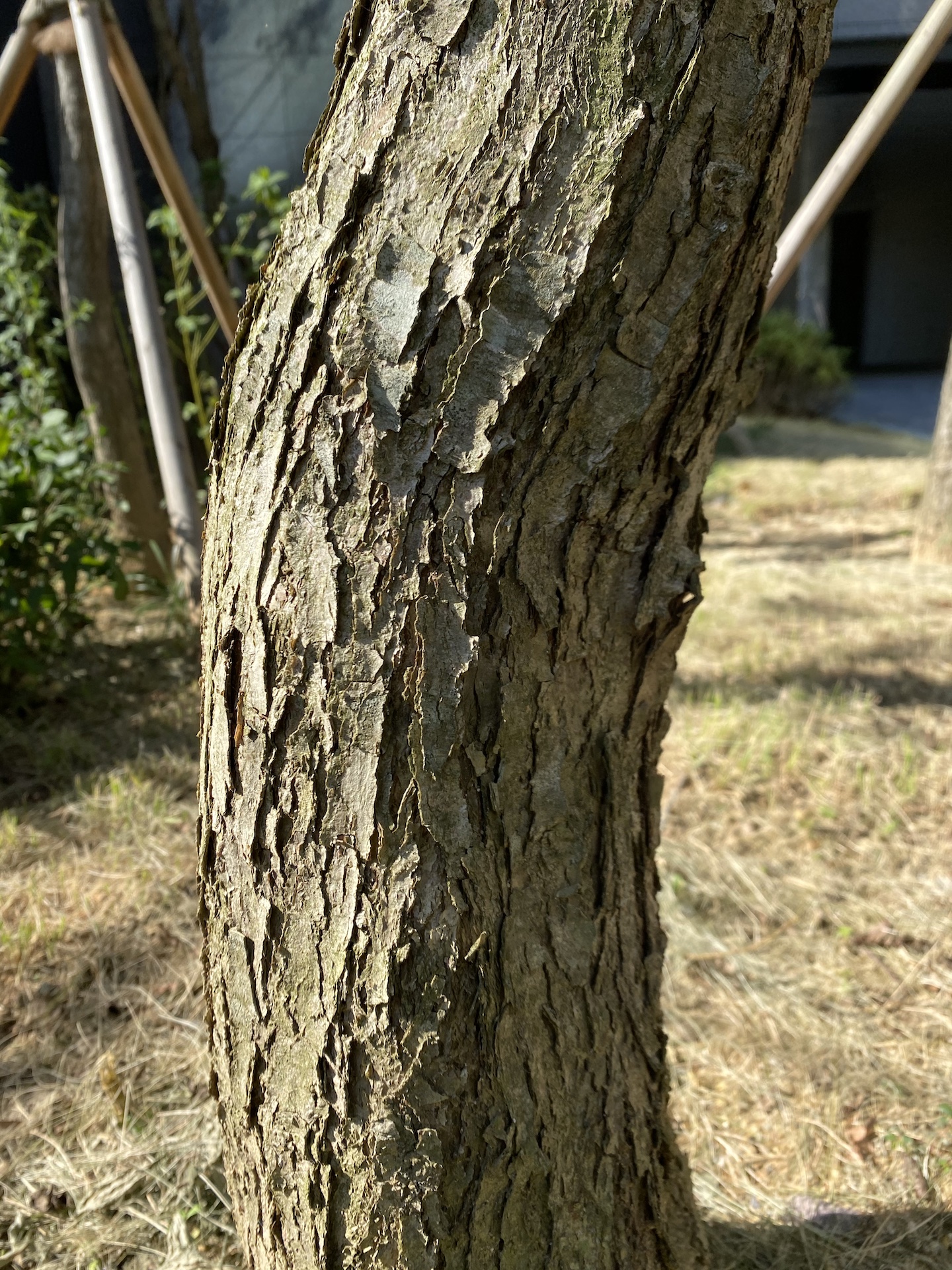 계수나무줄기 Cercidiphyllum japonicum trunk