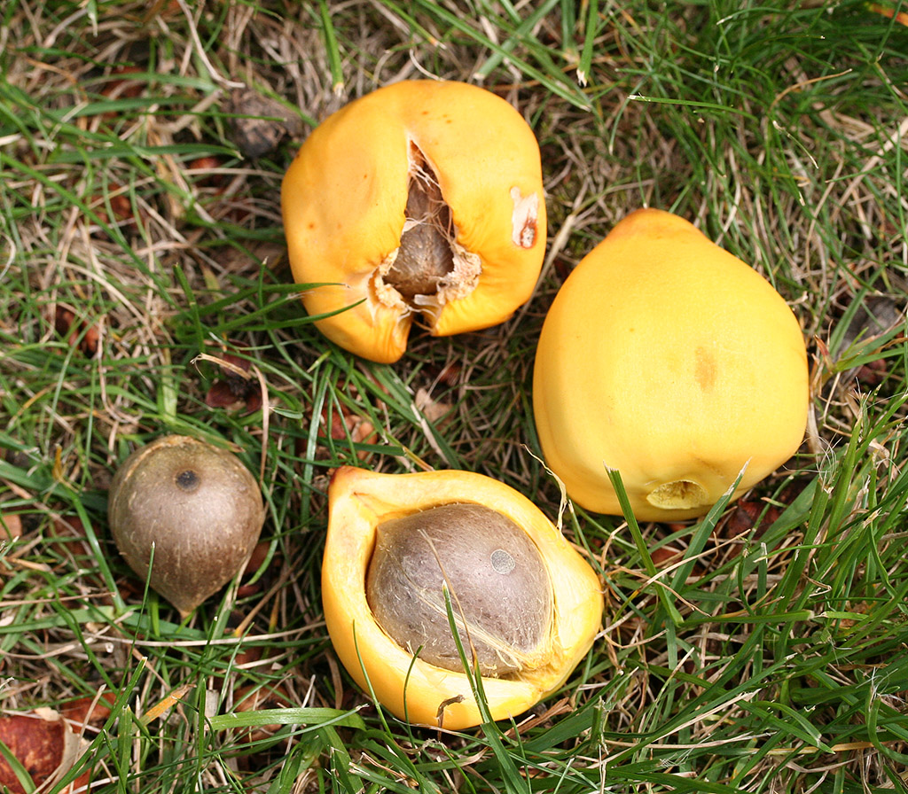 칠레와인야자 씨앗 Jubaea chilensis (Mol.) Baill. seed