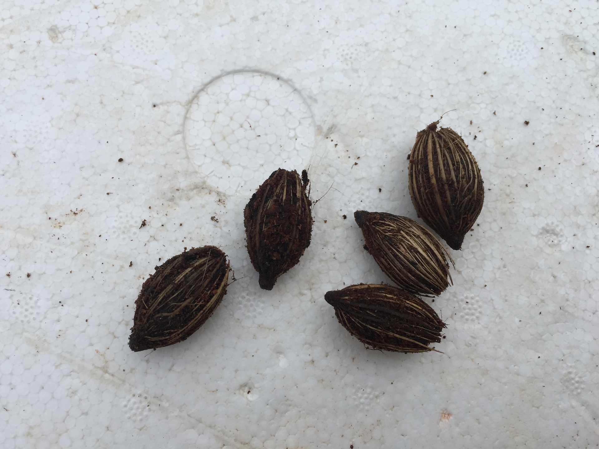 크리스마스야자 씨앗 Adonidia merrillii seed