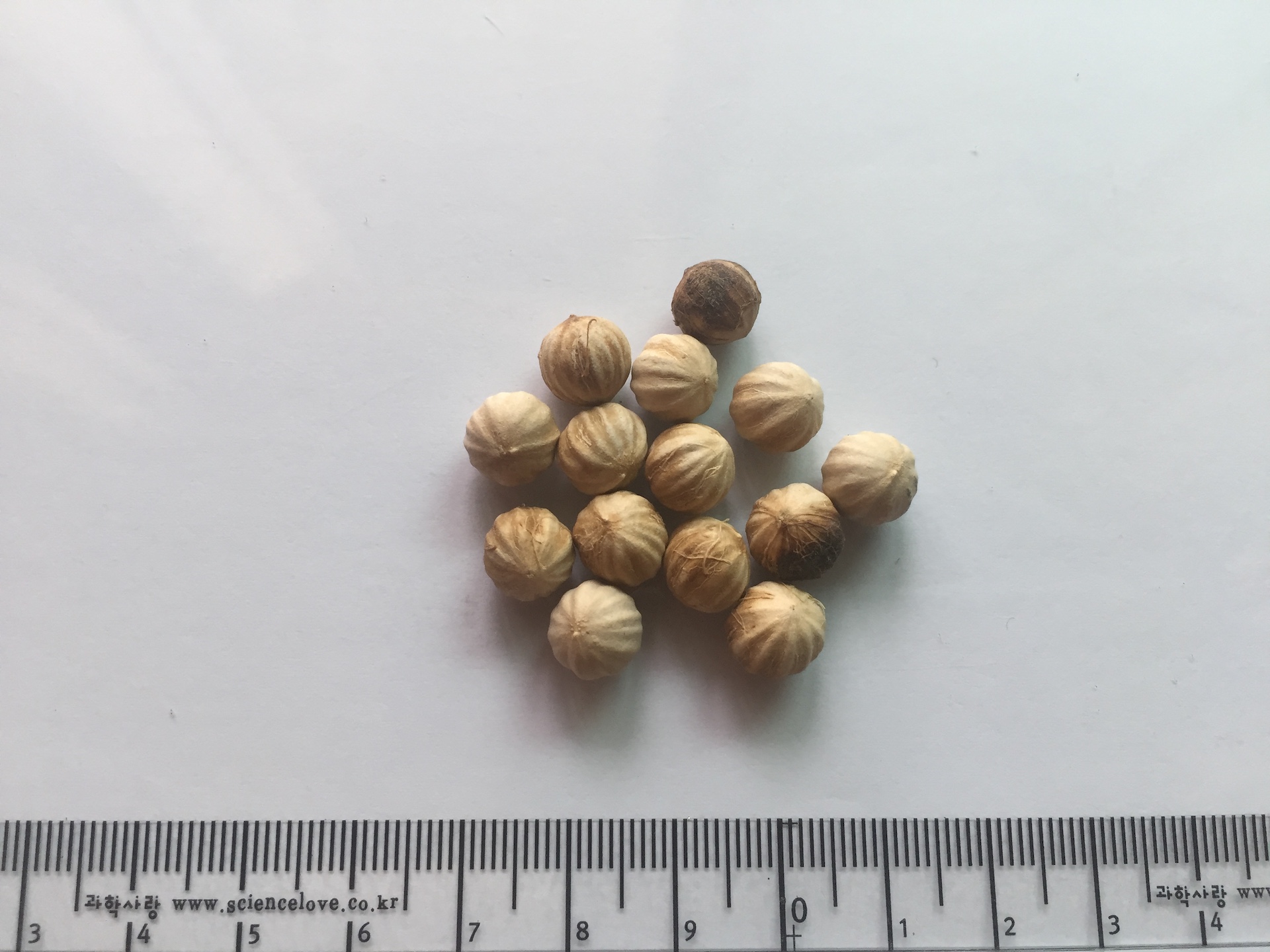 바누아트 부채야자 씨앗 Licuala grandis H.Wendl. seed