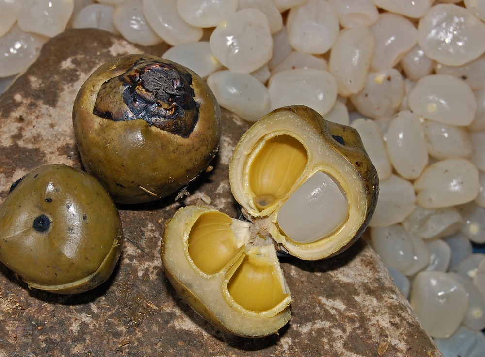 사탕야자 씨앗 Arenga pinnata seed