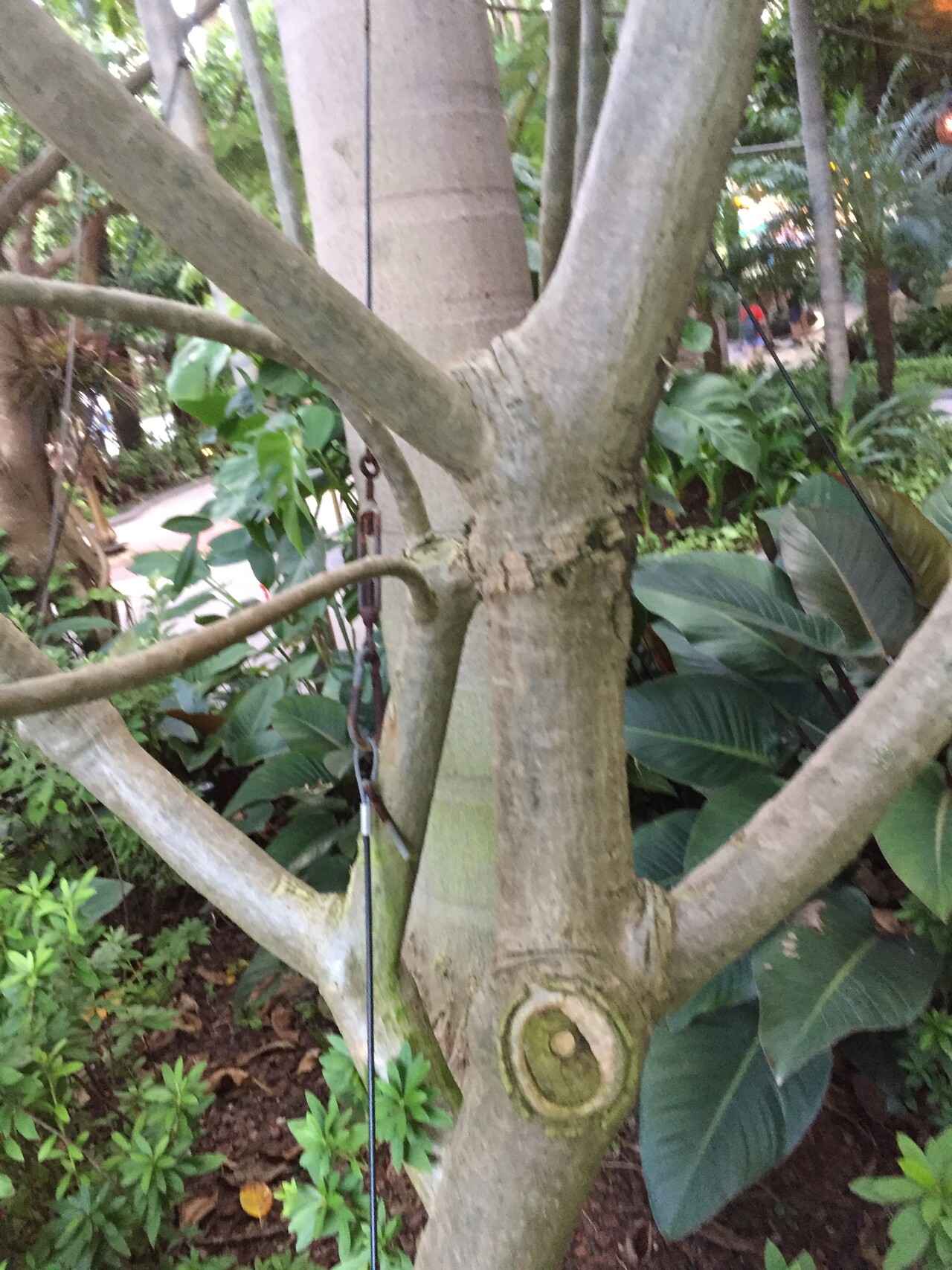 러브하와이줄기 Plumeria Alba trunk