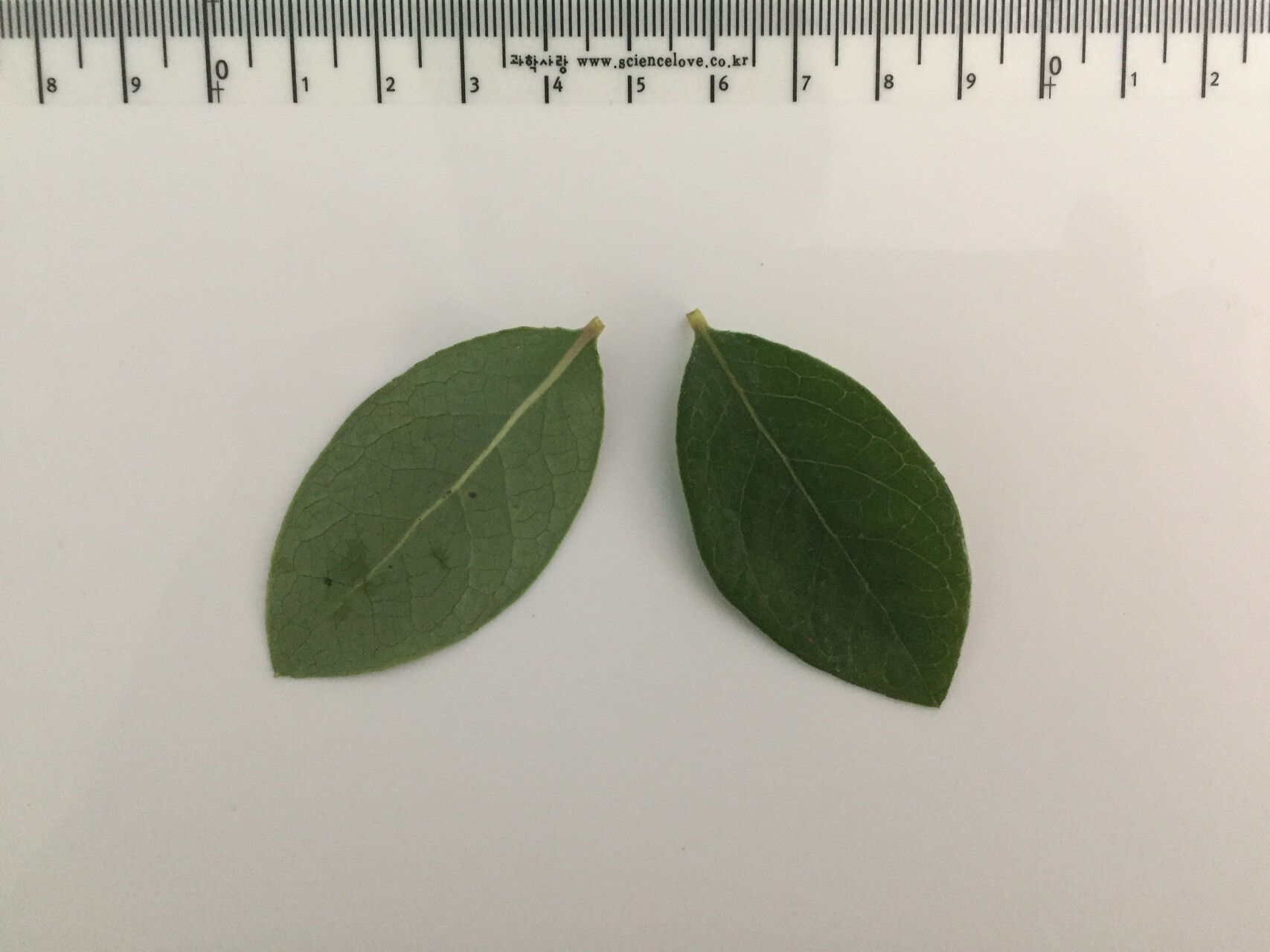 블루베리 잎 Vaccinium spp. leaf