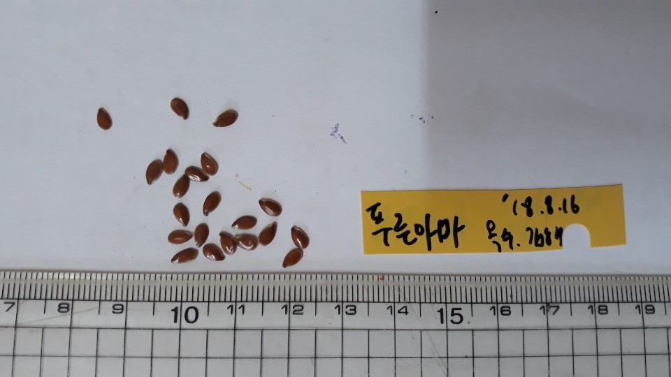 아마 씨앗 Linum usitatissimum L. seed