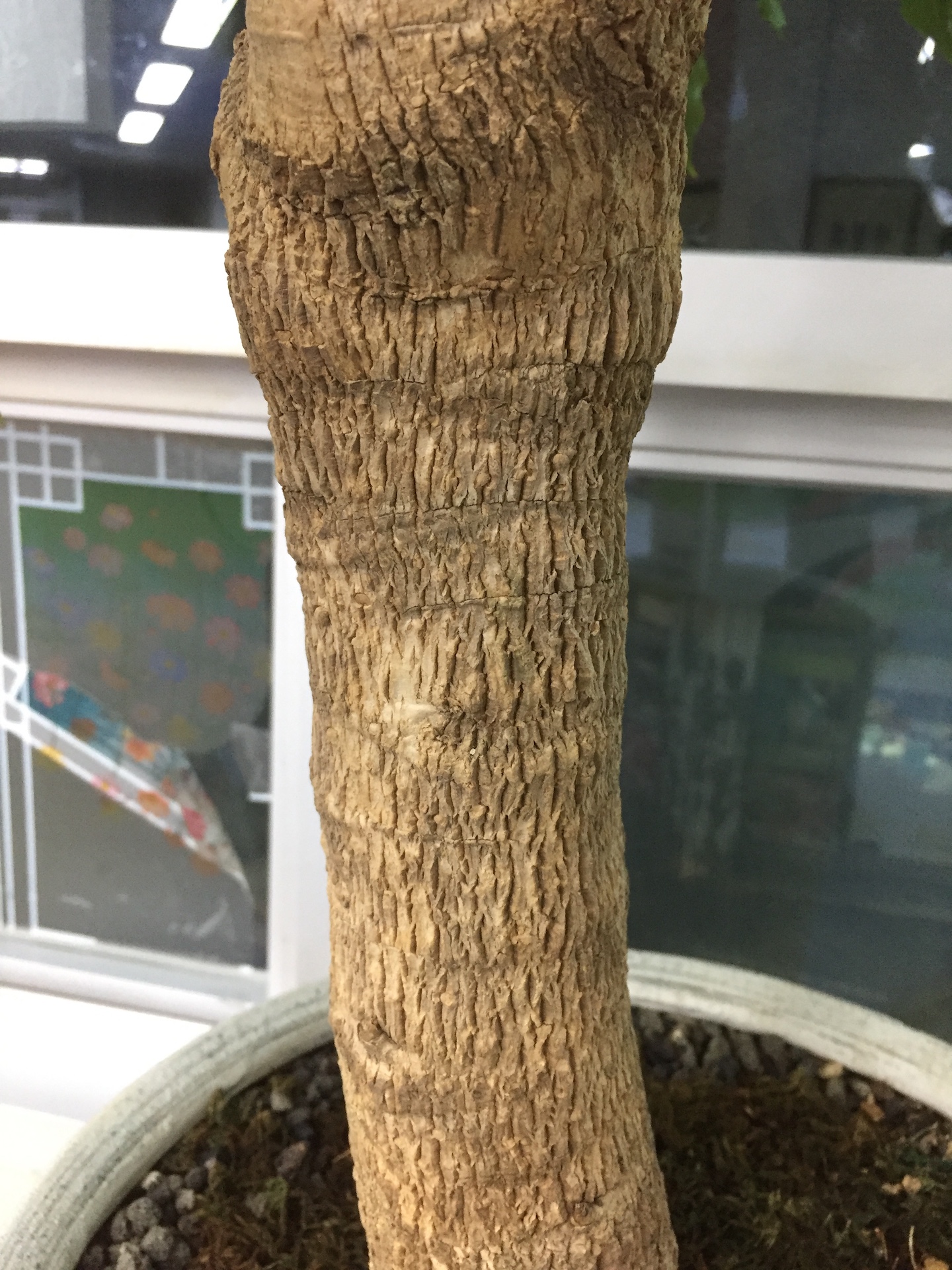 해피트리줄기 Heteropanax fragrans trunk