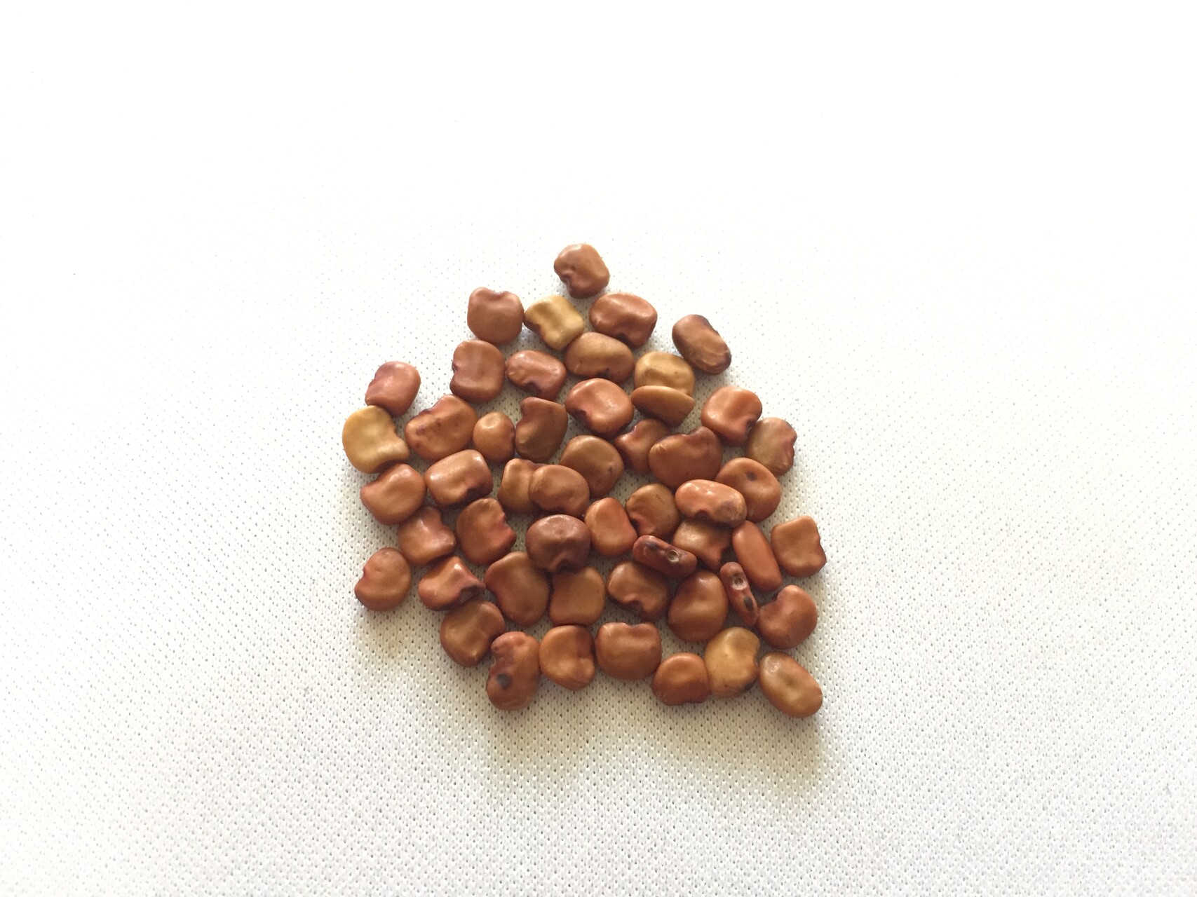 밥티시아 씨앗 Baptisia australis seed