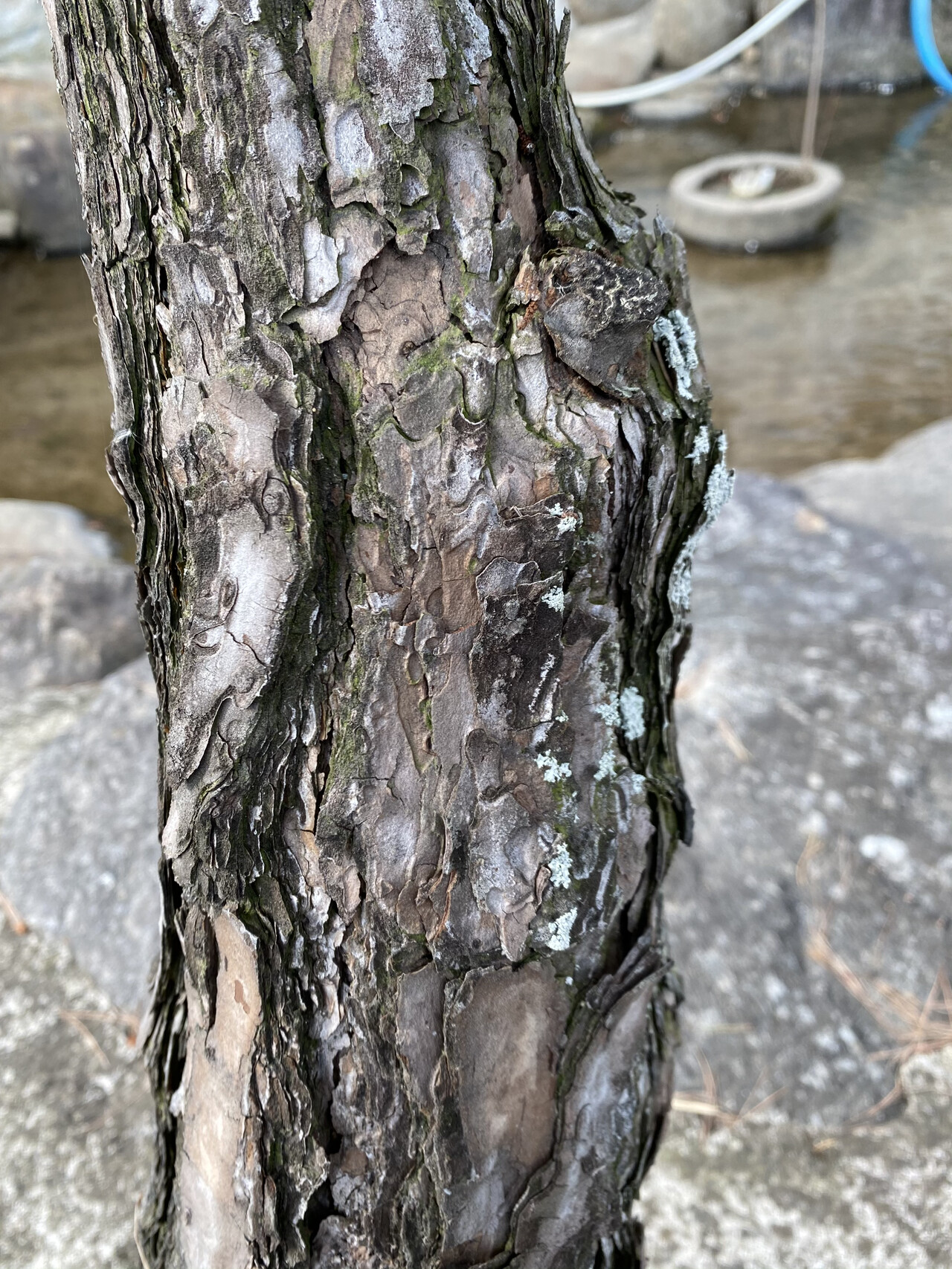 소나무줄기 Pinus densiflora Siebold & Zucc. trunk