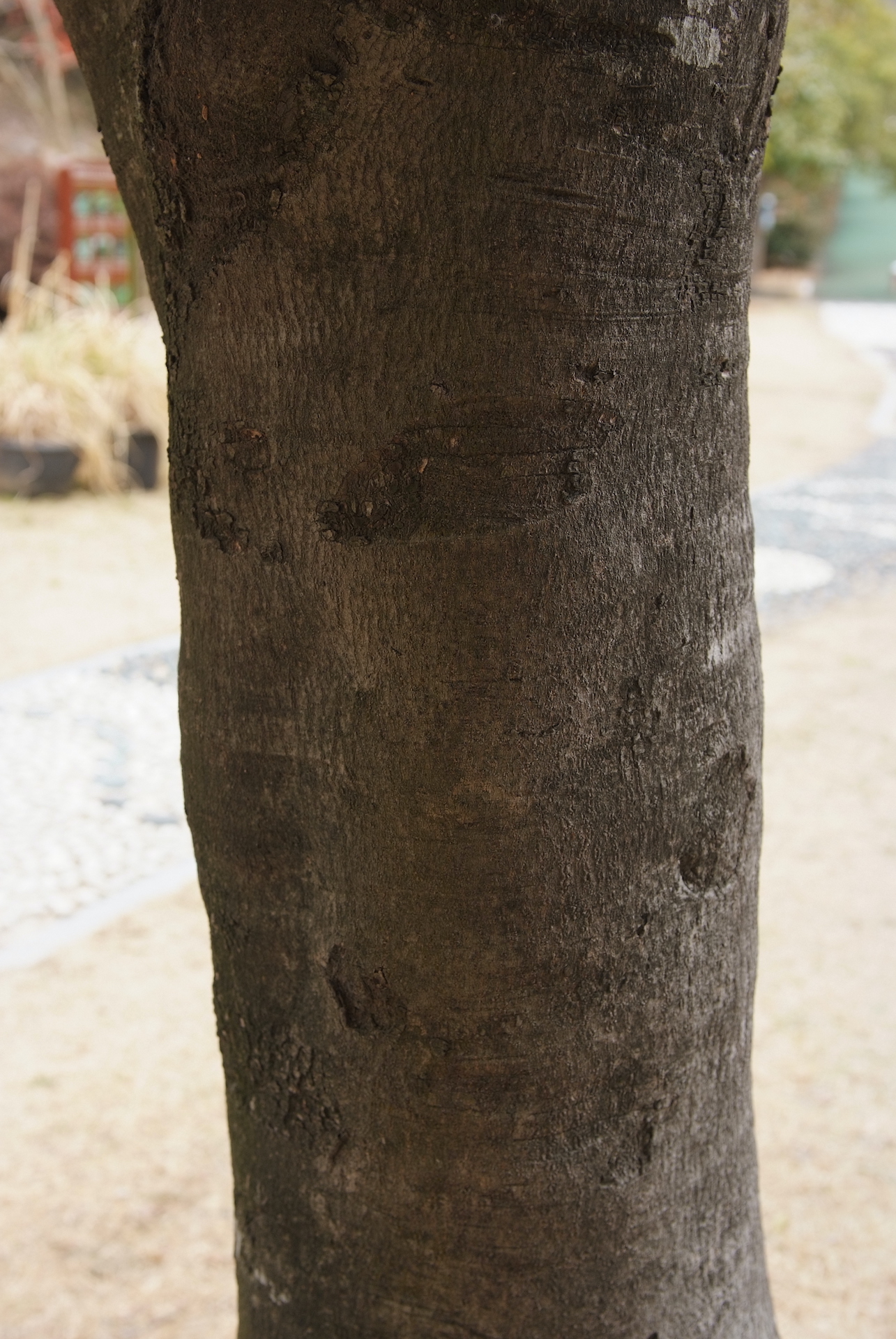 소귀나무줄기 Myrica rubra (Lour.) Siebold & Zucc. trunk