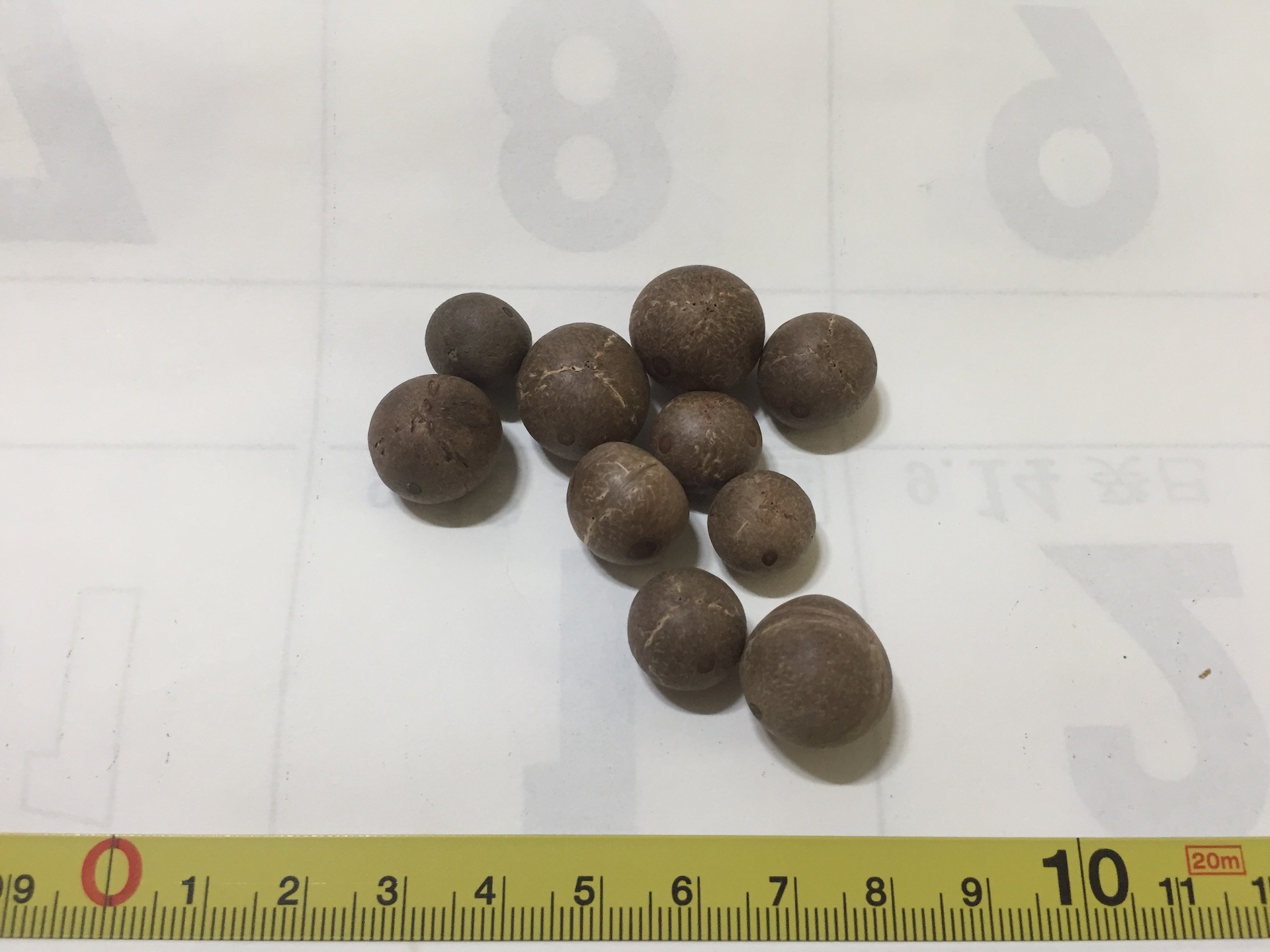 뷰티아 에리오스파타 씨앗 Butia eriospatha seed