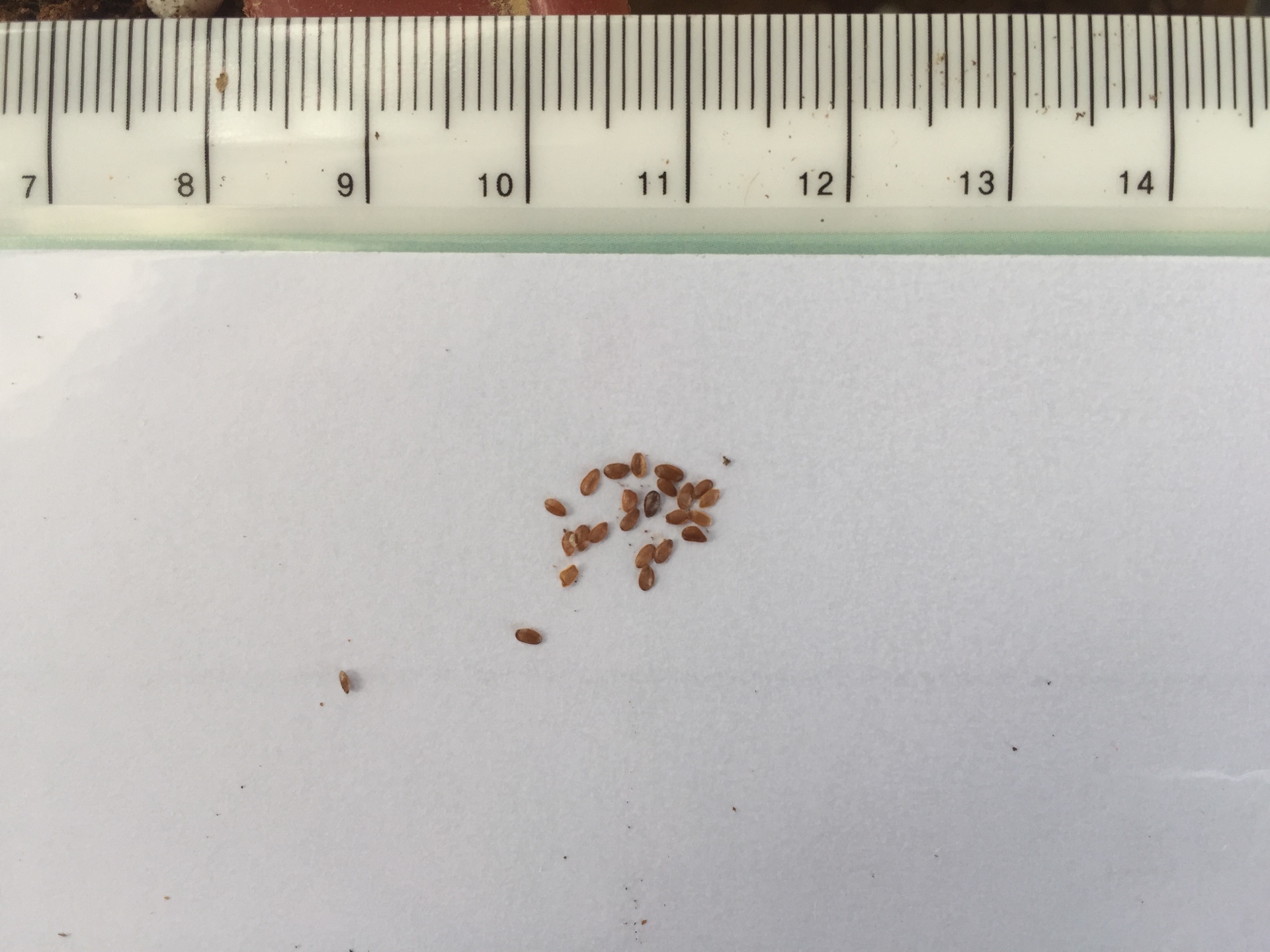 캄파눌라 씨앗 Campanula poscharskyana seed