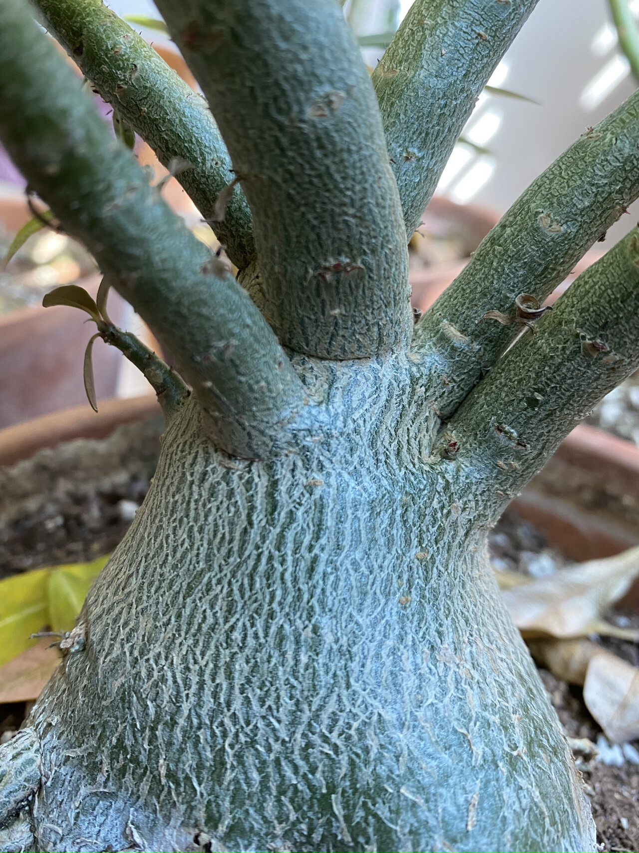 석화줄기 Adenium trunk