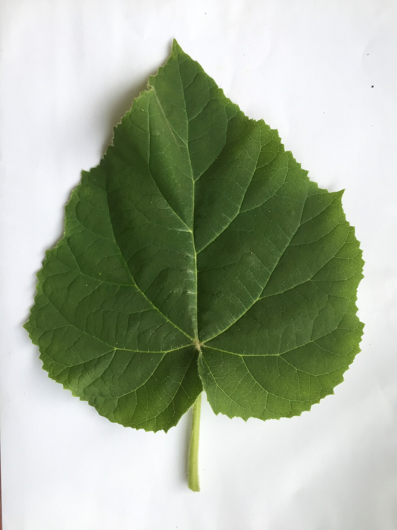 오동나무 잎 Paulownia coreana Uyeki leaf
