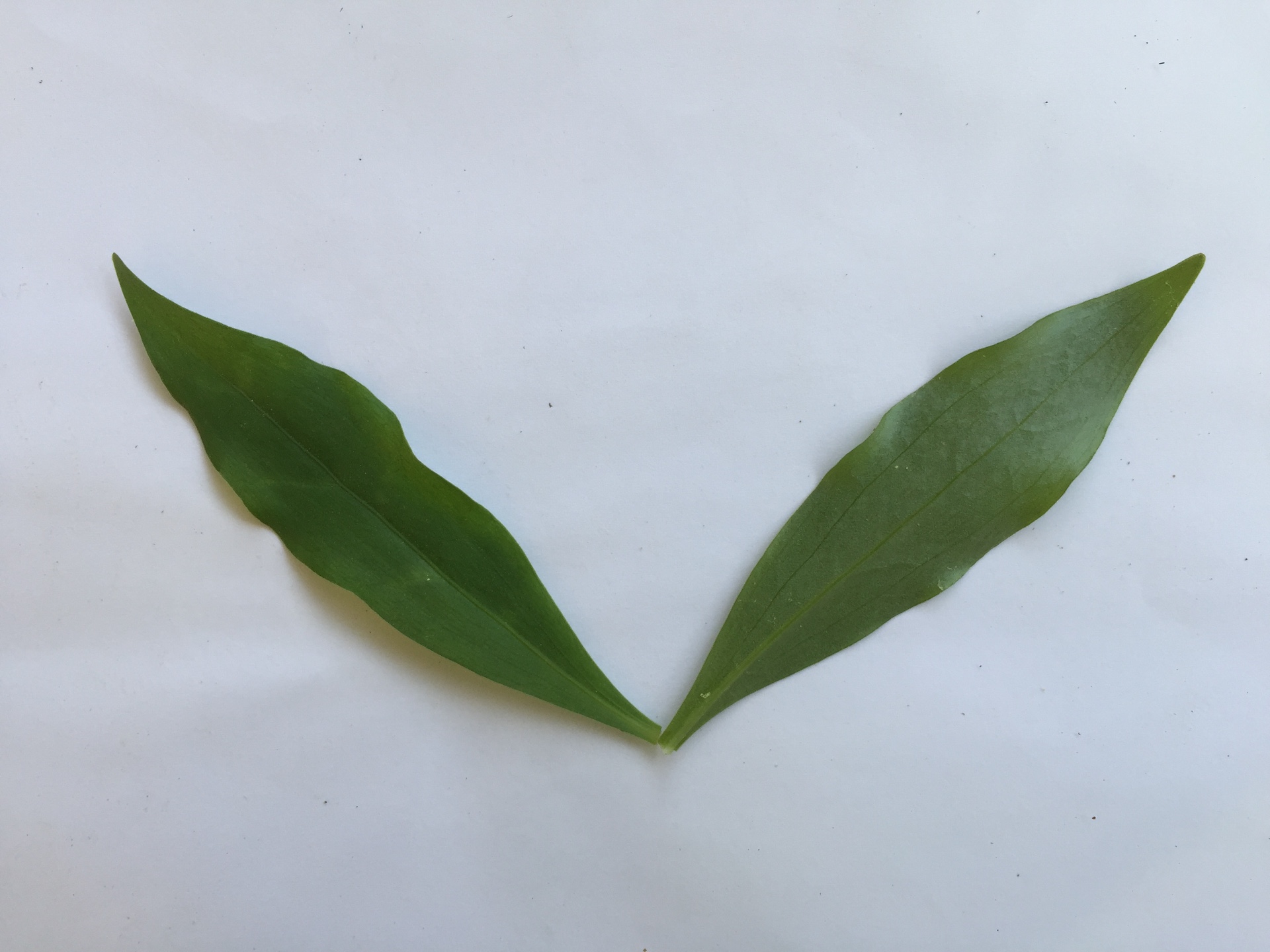 하늘말나리 잎 Lilium tsingtawense leaf