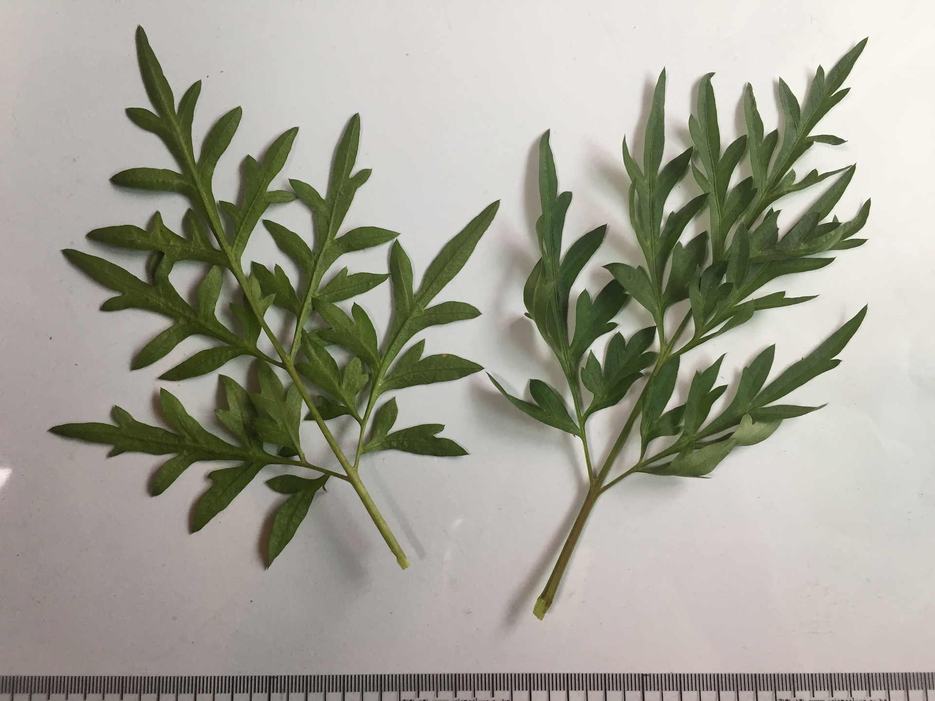 노랑코스모스 잎 Cosmos sulphureus Cav. leaf