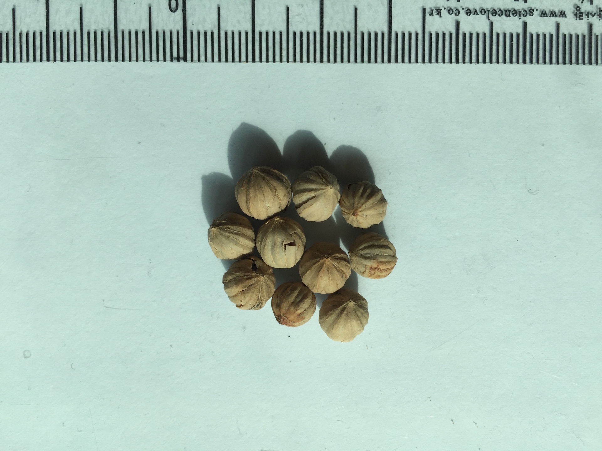 호주부채야자 씨앗 Licuala ramsayi seed