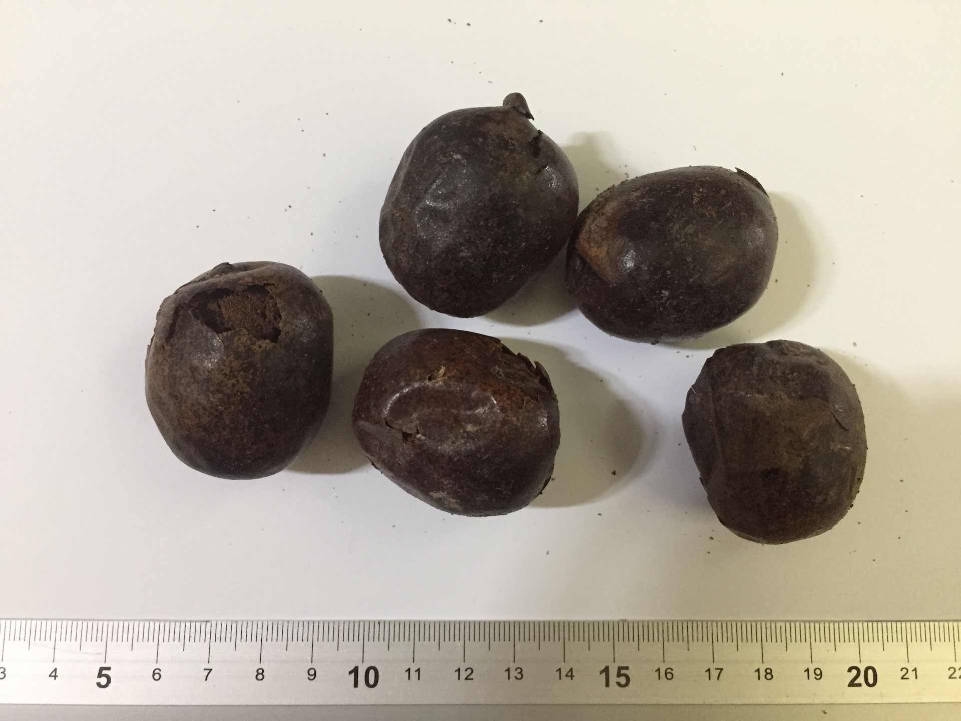 비스마르크야자 씨앗 Bismarckia nobilis seed