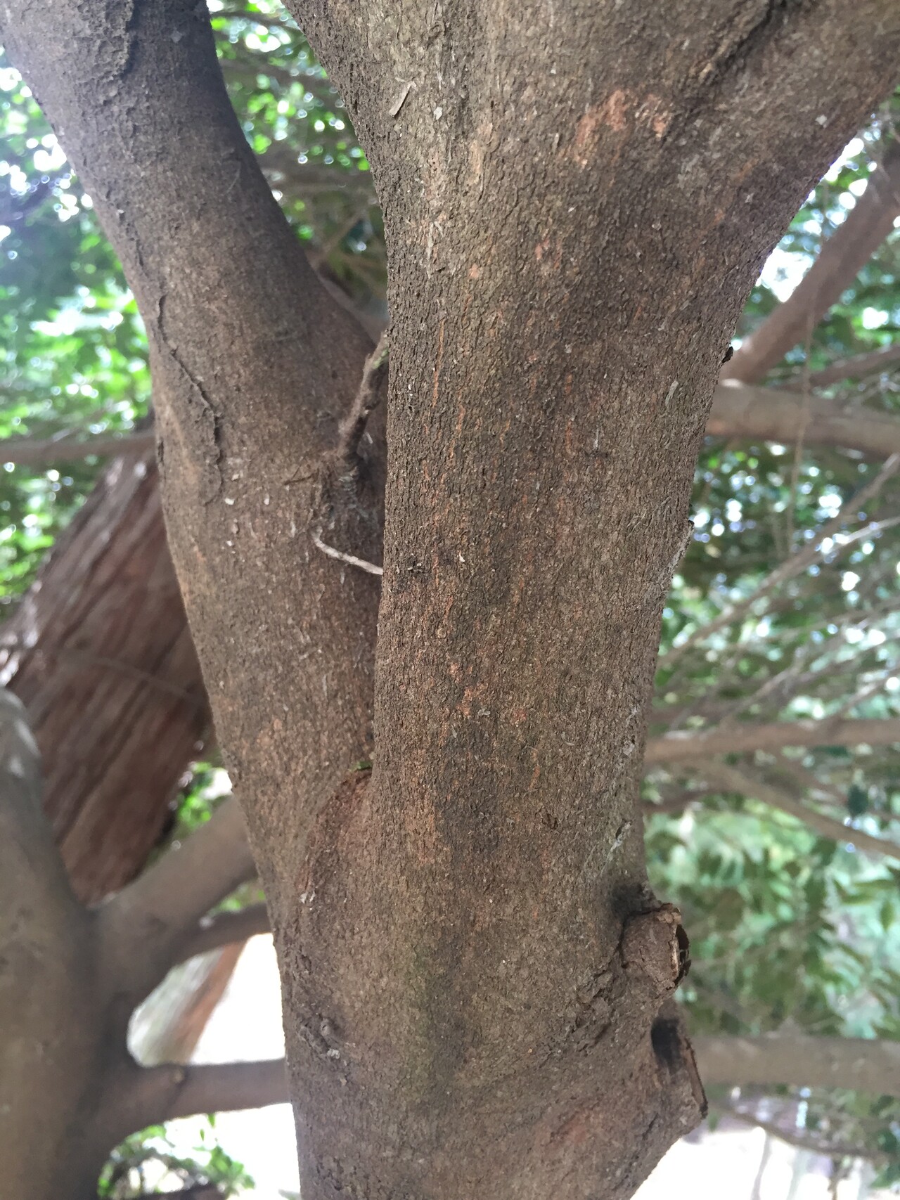 사스레피나무줄기 Eurya japonica Thunb. trunk