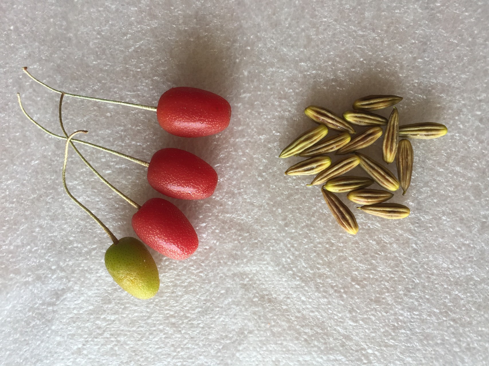 뜰보리수 씨앗 Elaeagnus multtiflora seed
