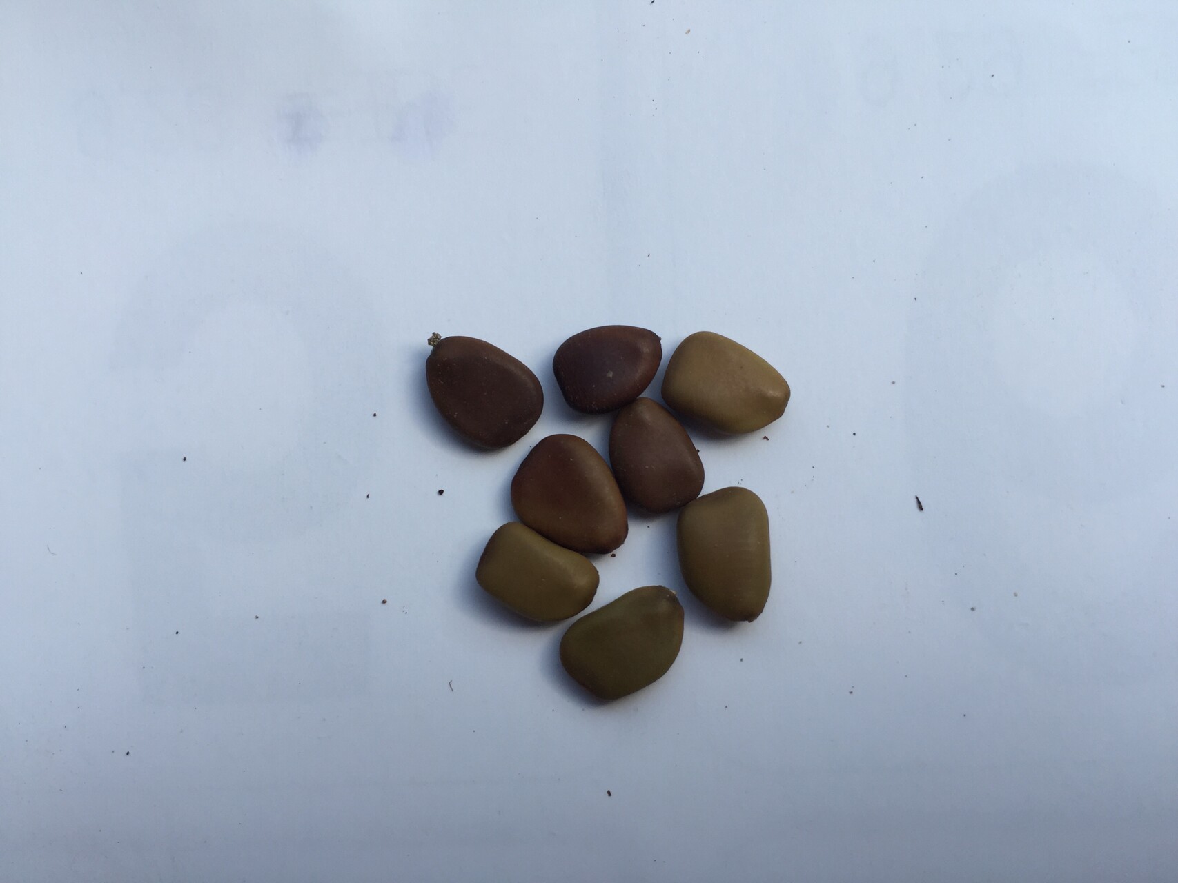 공작화 씨앗 Caesalpinia pulcherrima (L.) Sw seed