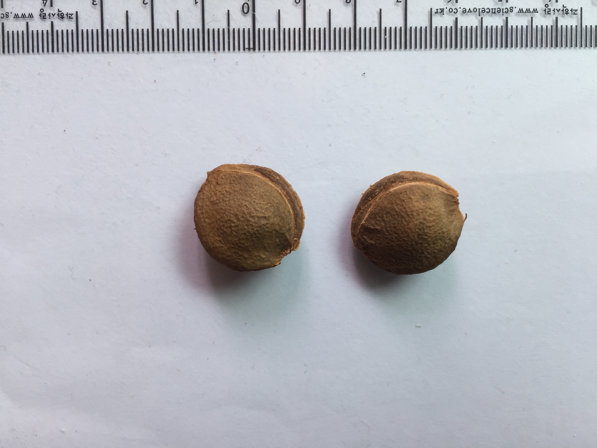 살구나무 씨앗 Prunus armeniaca var. ansu seed