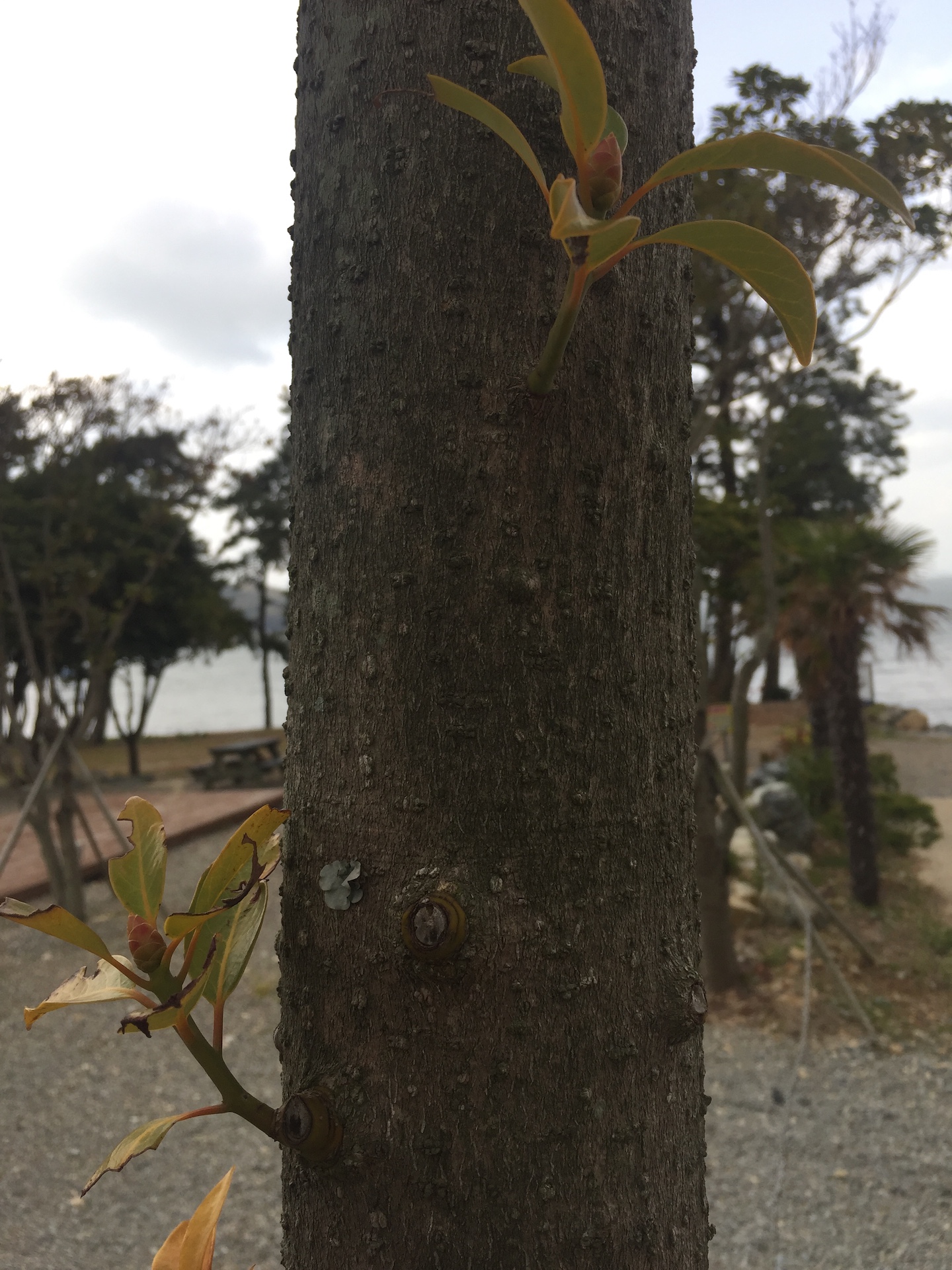 후박나무줄기 Machilus thunbergii trunk
