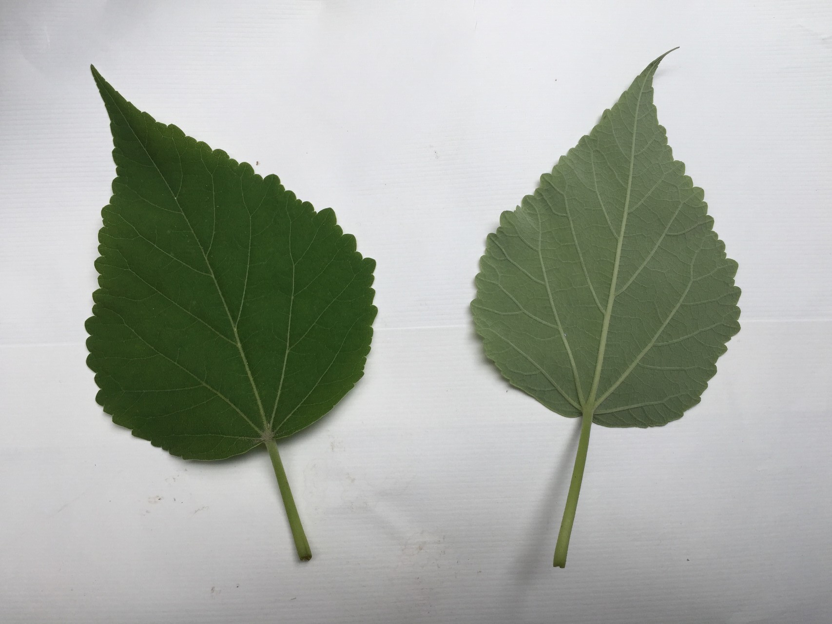 부용 잎 Hibiscus mutabilis leaf