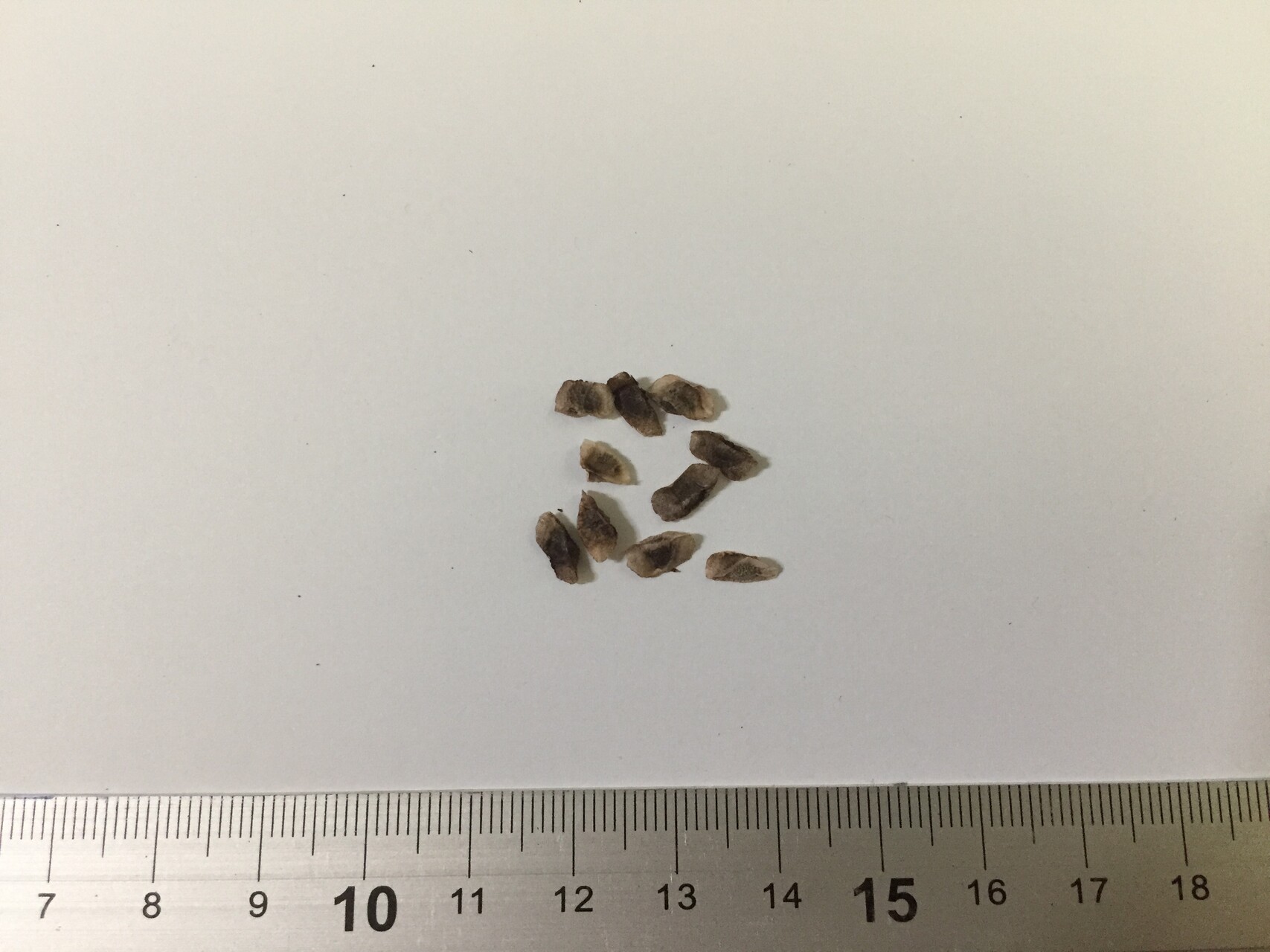 알로에 폴리필라 씨앗 Aloe polyphylla seed