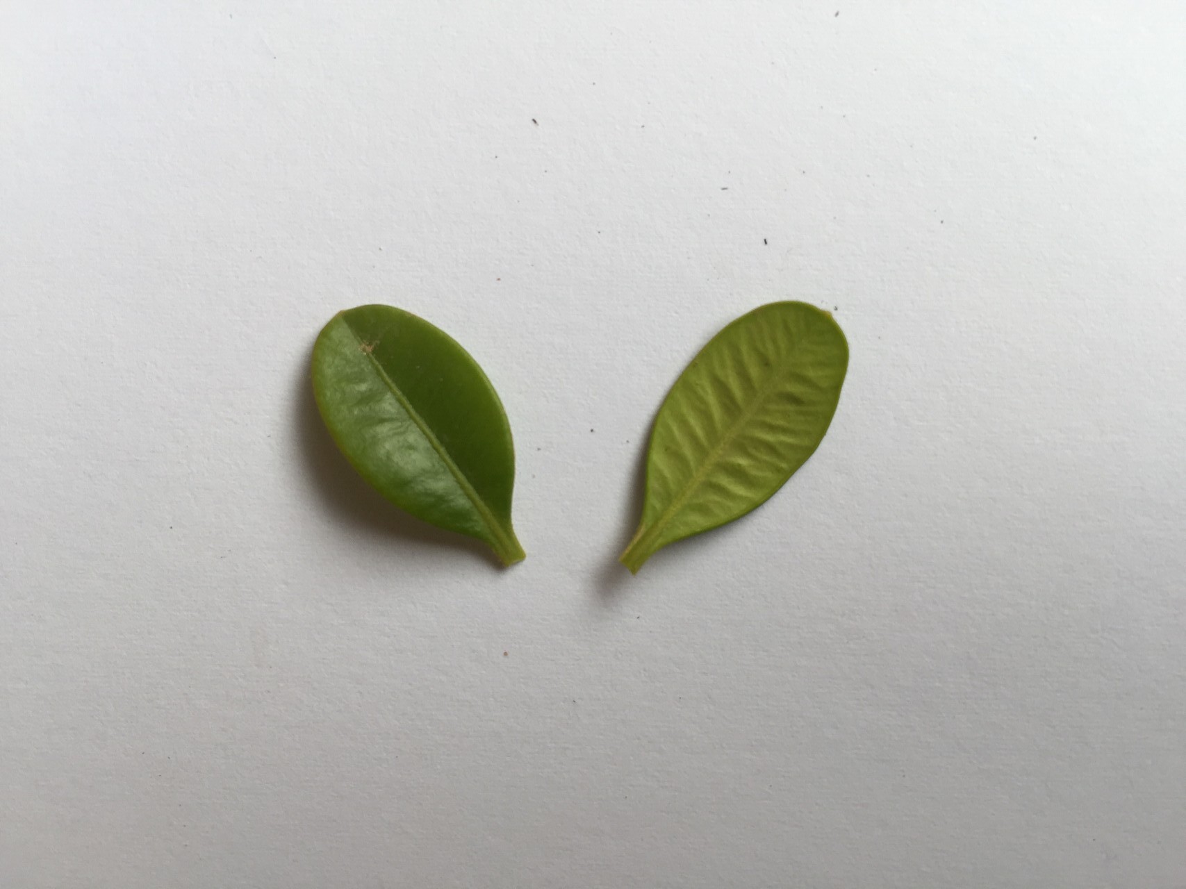 회양목 잎 Buxus microphylla var. koreana NAKAI leaf