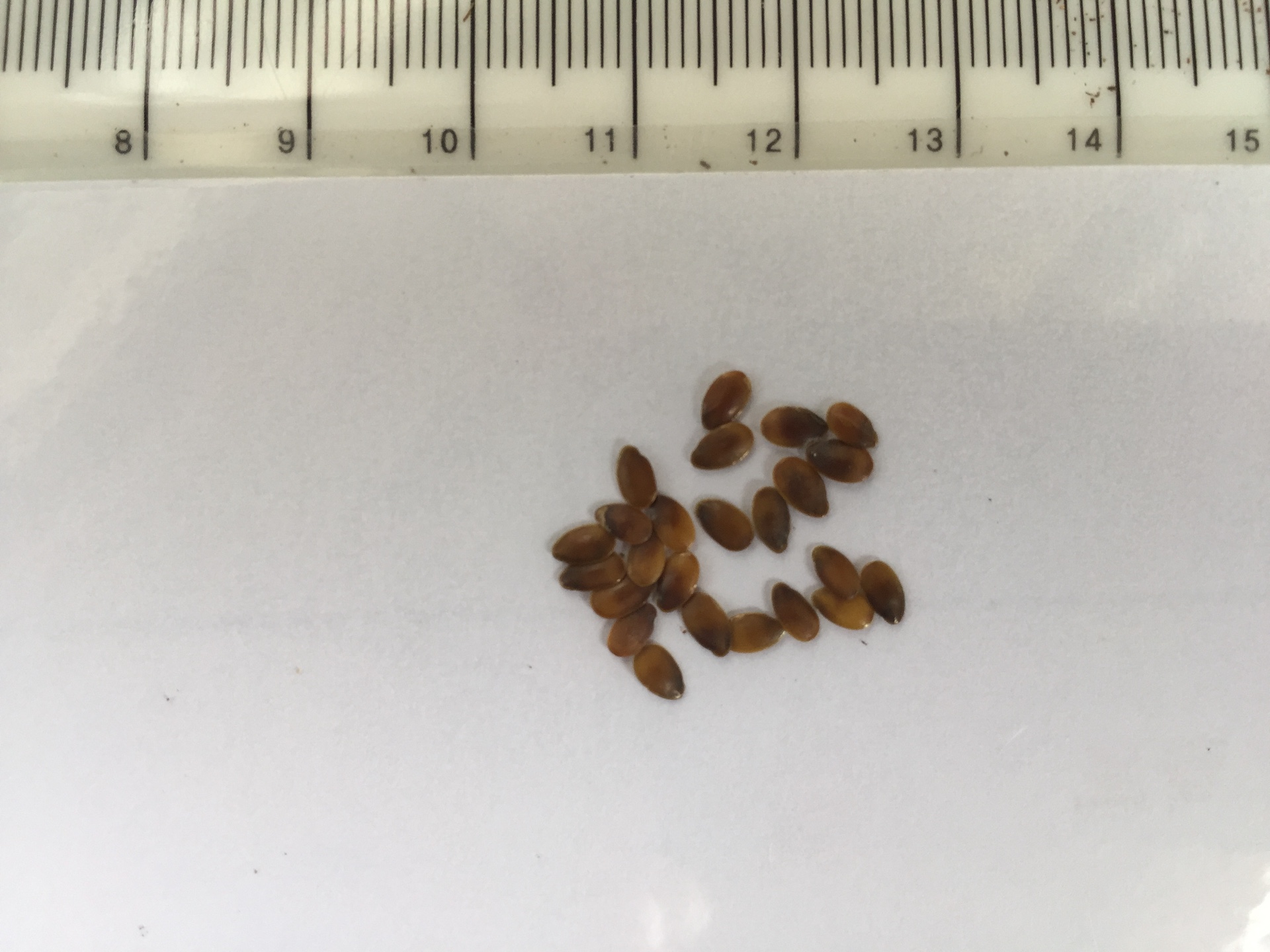 꽃아마 씨앗 Linum grandiflorum seed