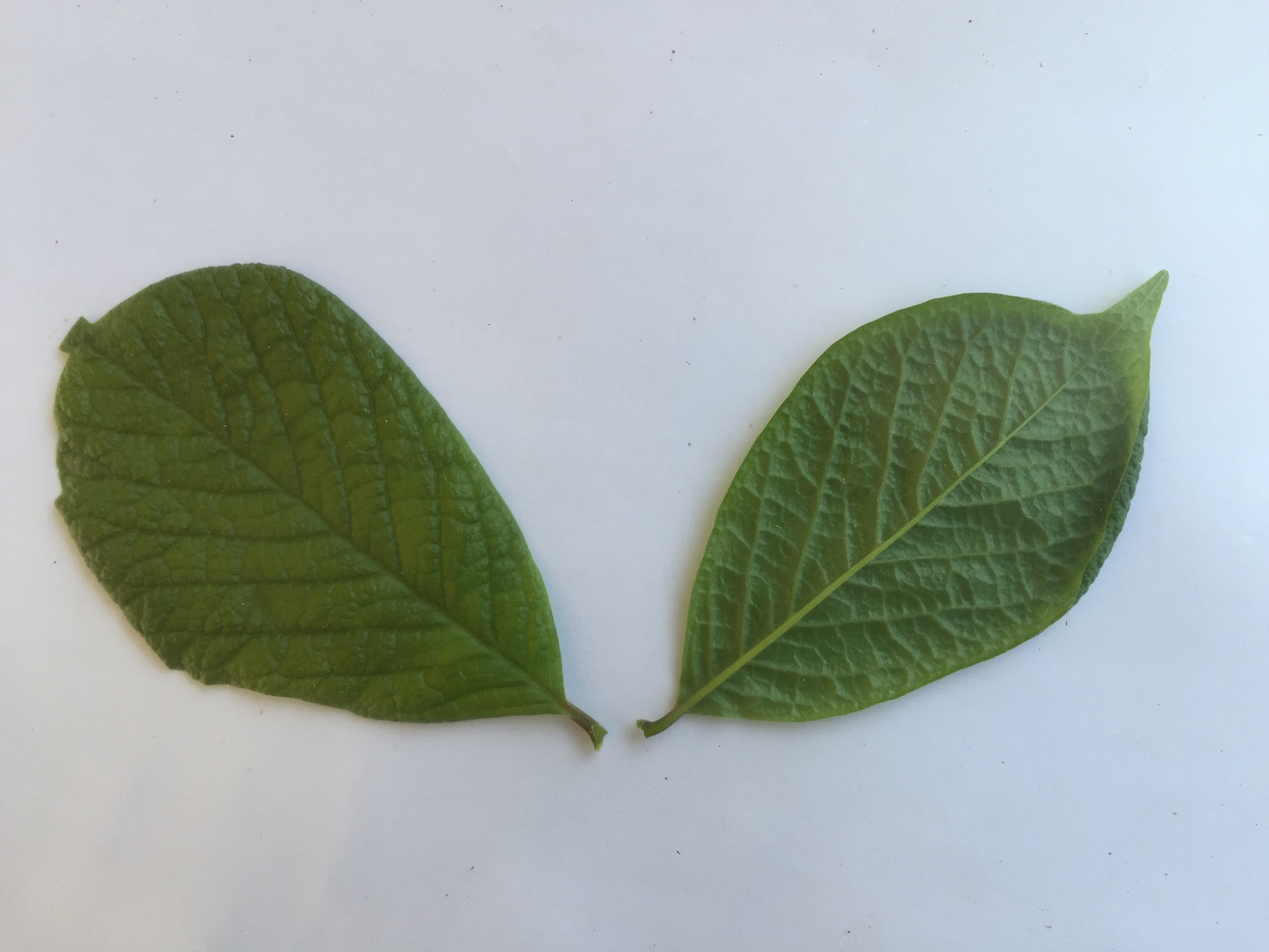 목련 잎 Magnolia kobus DC. leaf