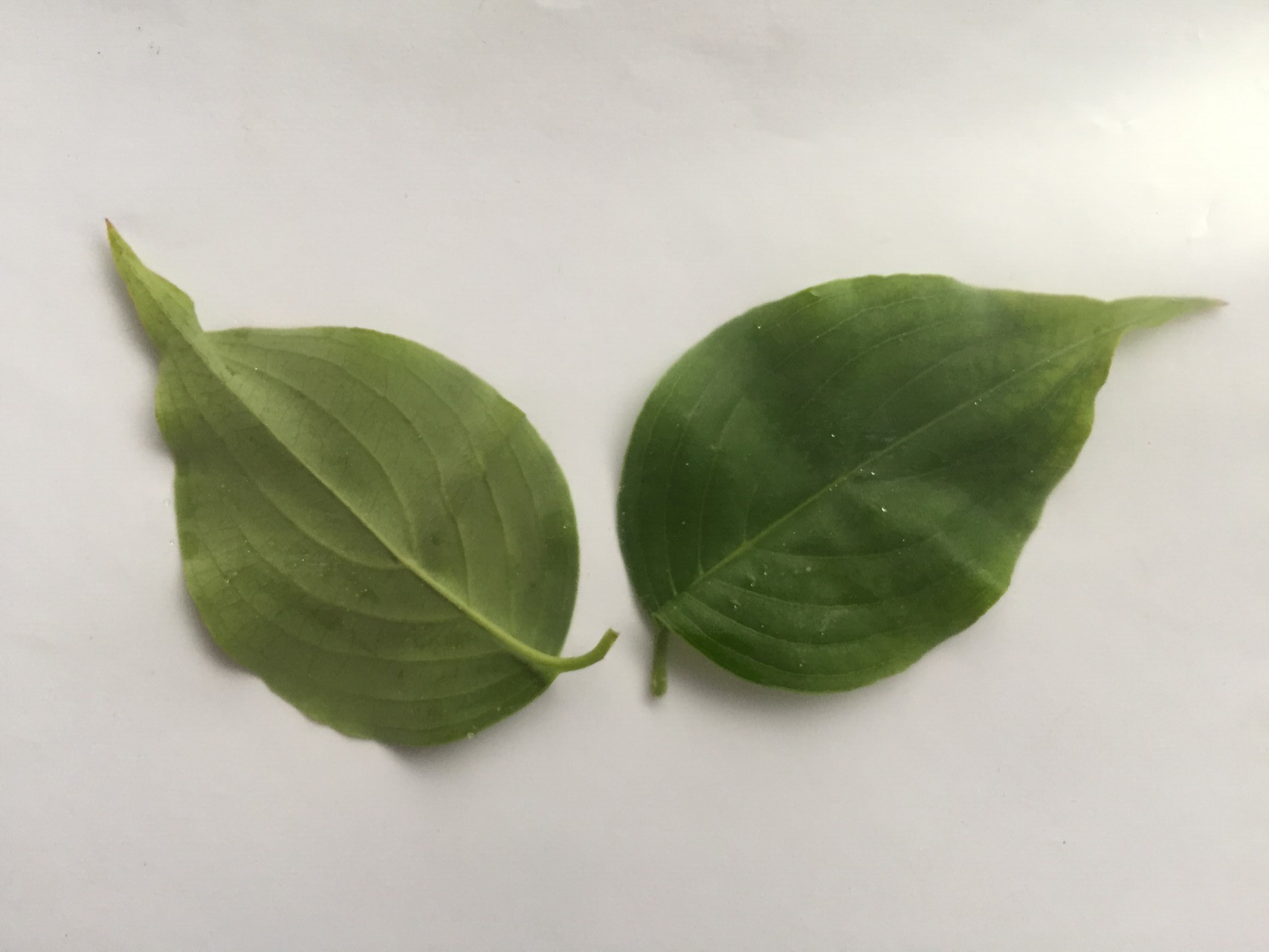 화살나무 잎 Euonymus alatus (Thunb.) Siebold leaf