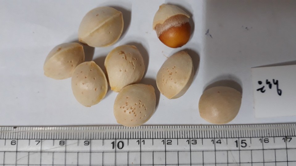은행나무 씨앗 Ginkgo biloba L. seed