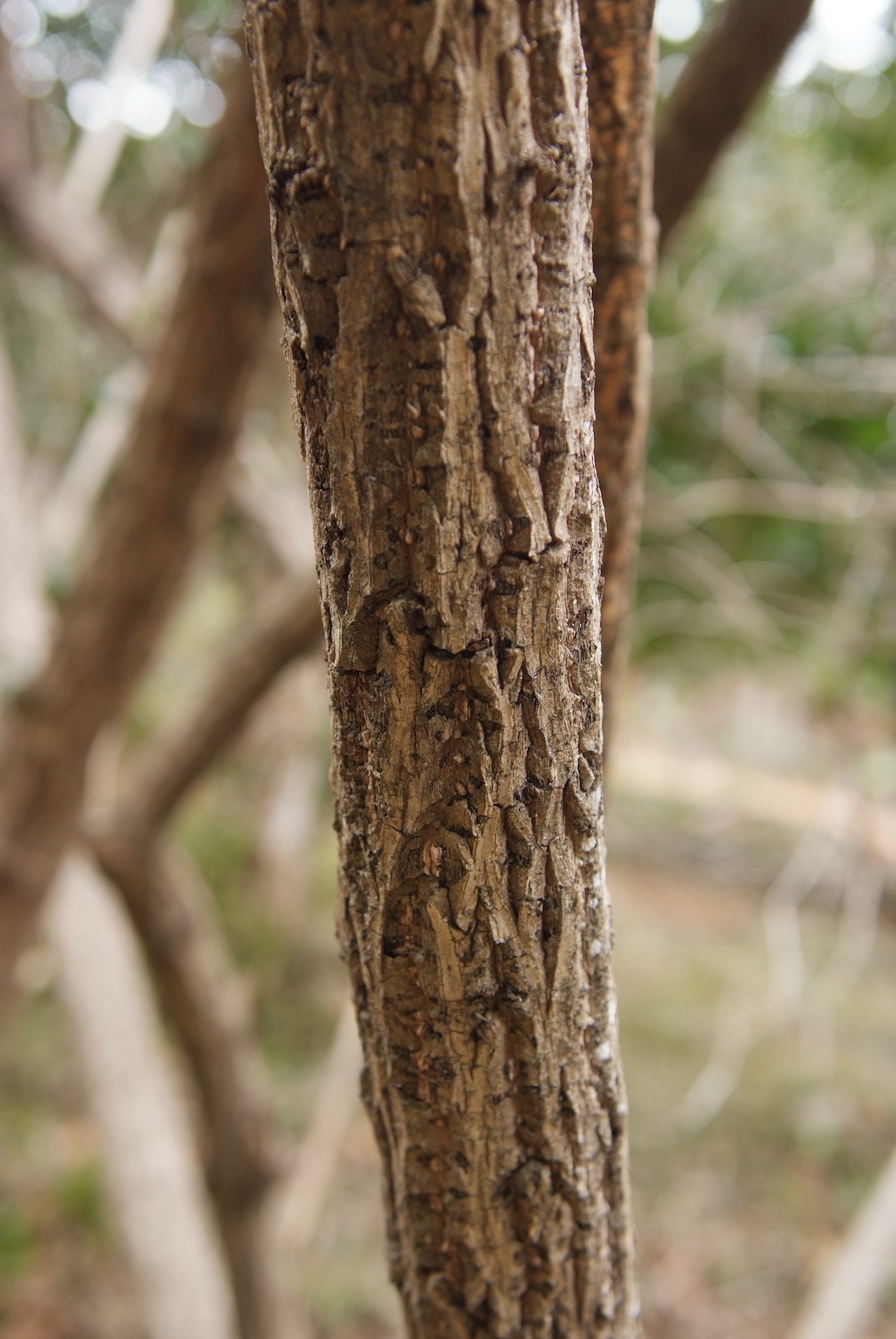 골병꽃나무줄기 Weigela hortensis (Siebold & Zucc.) K.Koch trunk