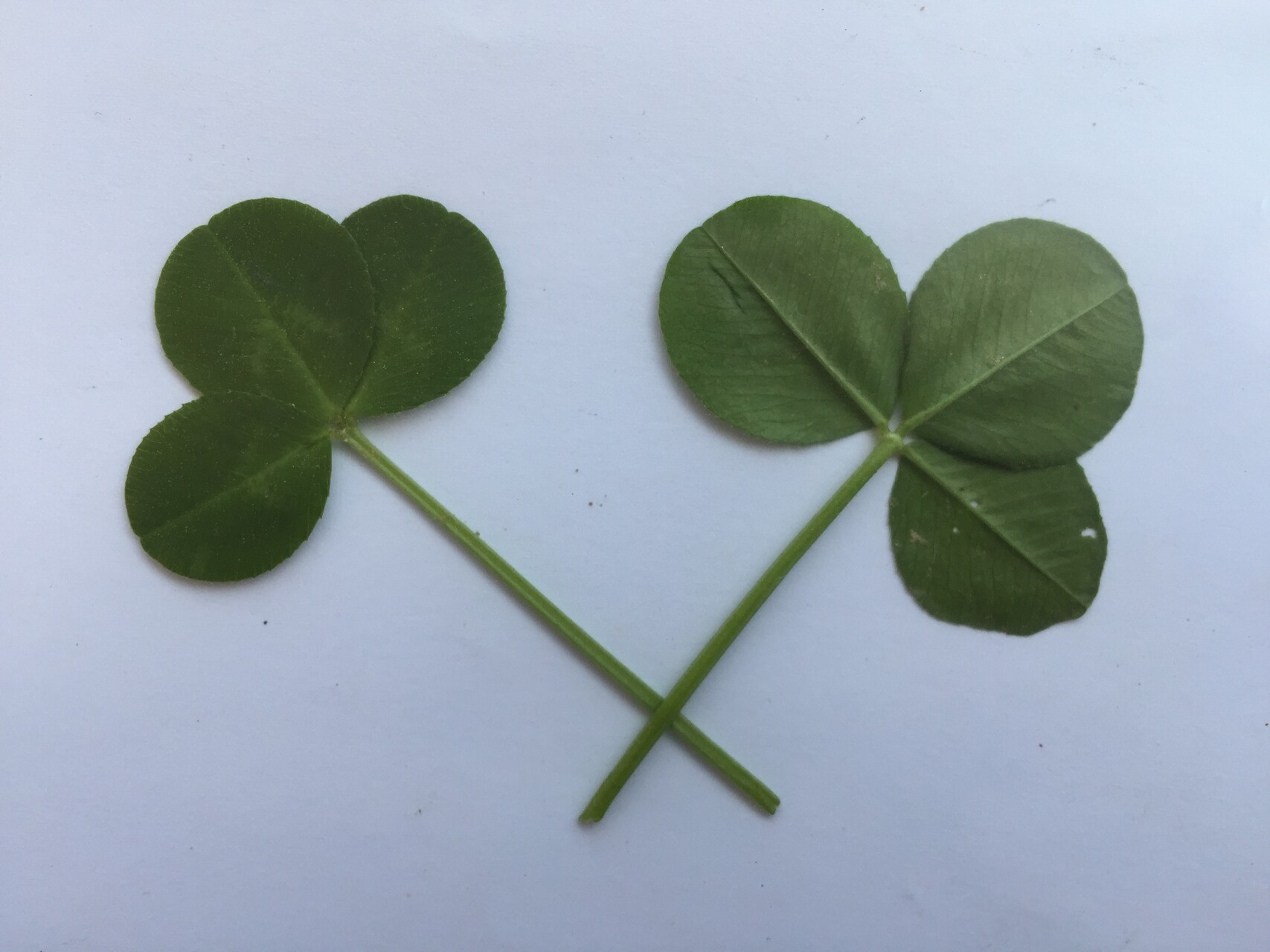 토끼풀 잎 Trifolium repens L. leaf