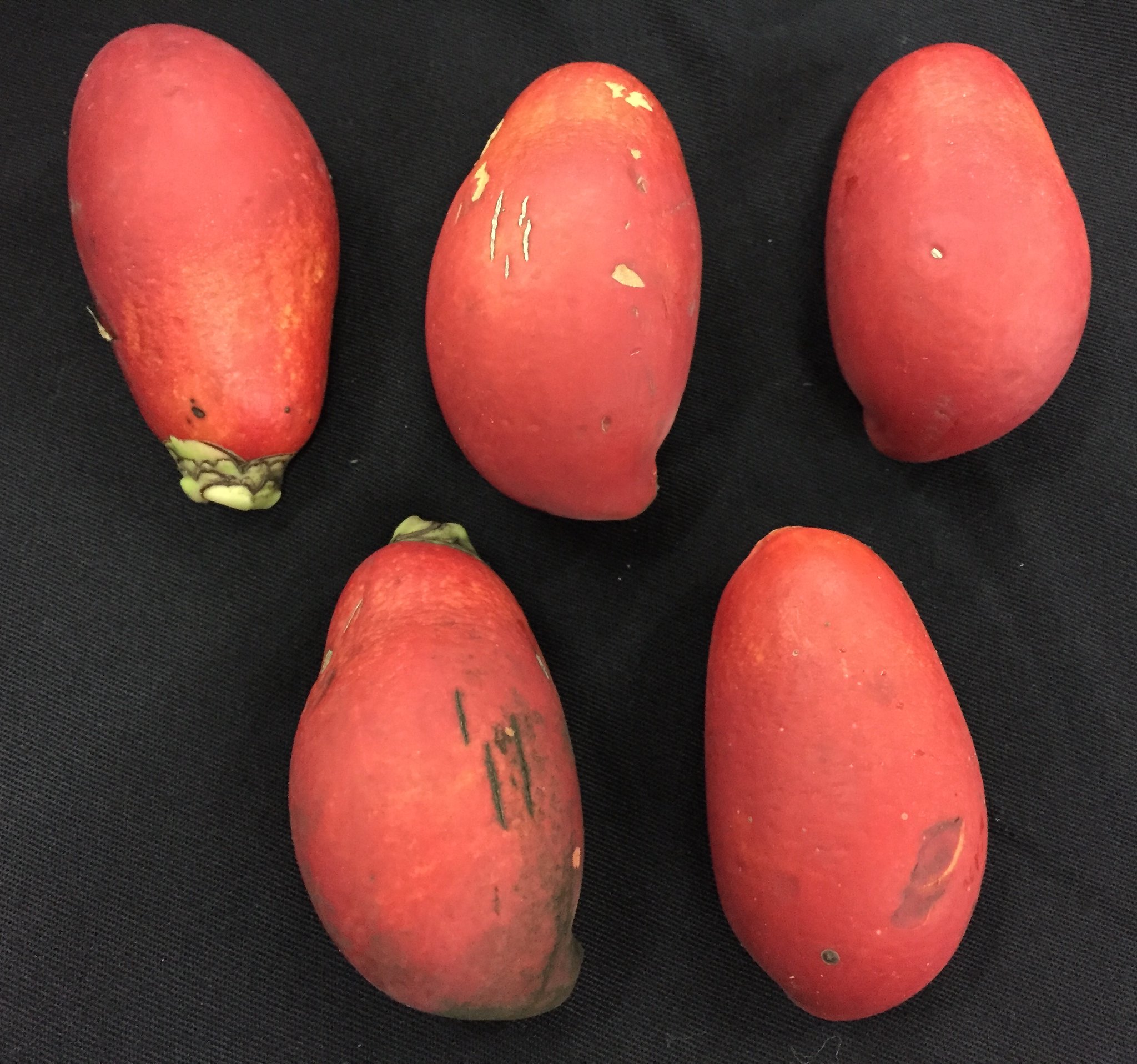 아네이튬 야자 씨앗 Carpoxylon macrospermum seed