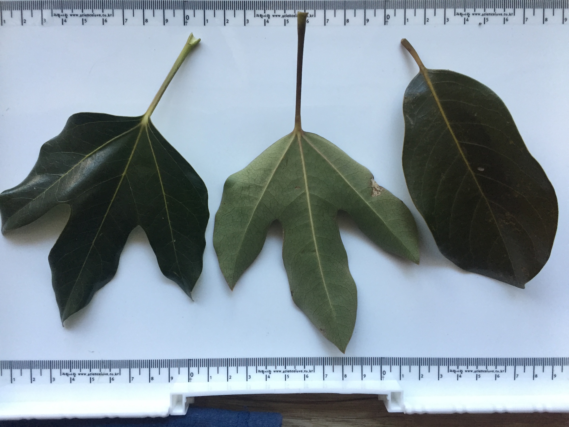 황칠나무 잎 Dendropanax morbiferus H.Lev. leaf