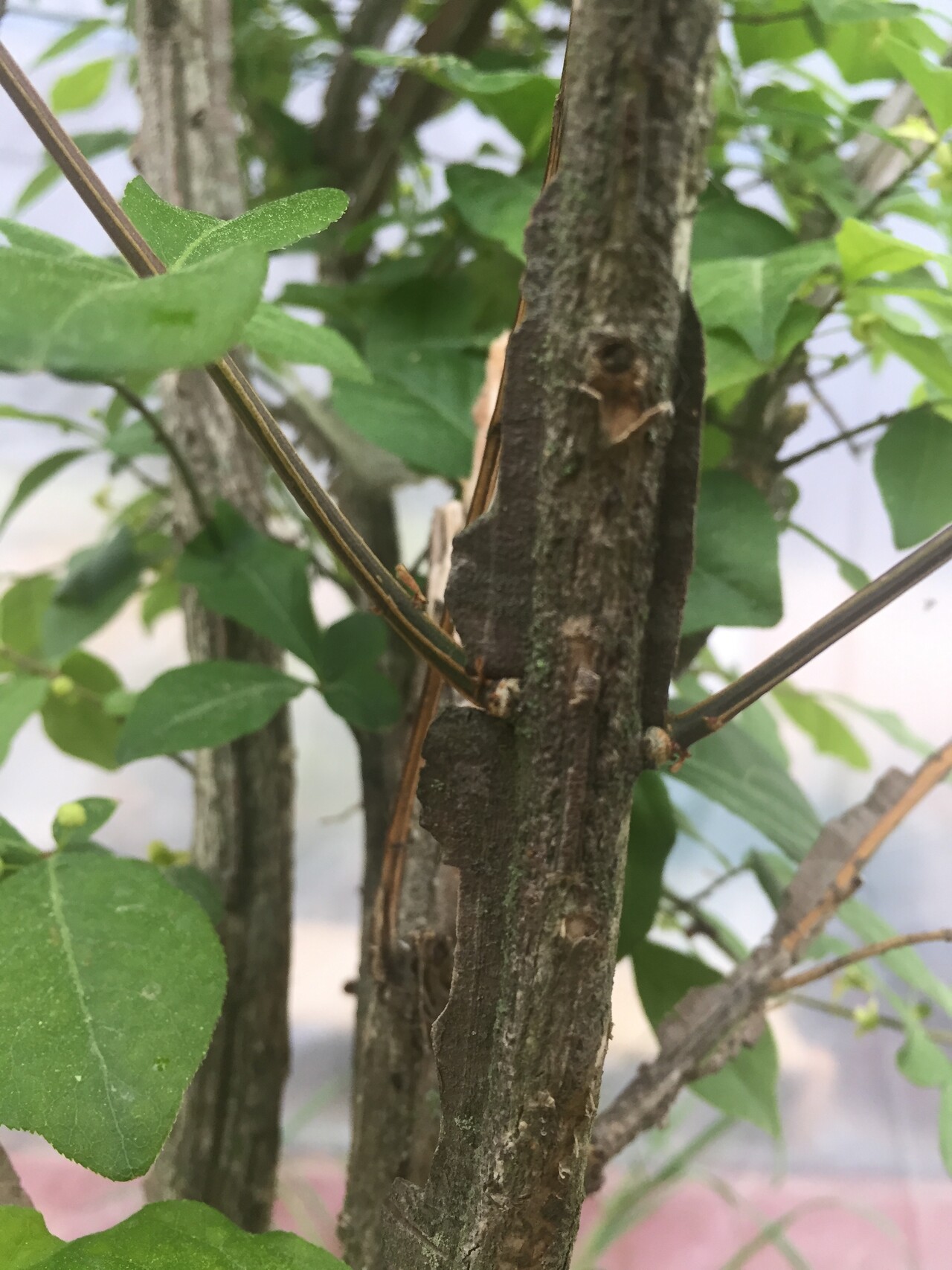 화살나무줄기 Euonymus alatus (Thunb.) Siebold trunk
