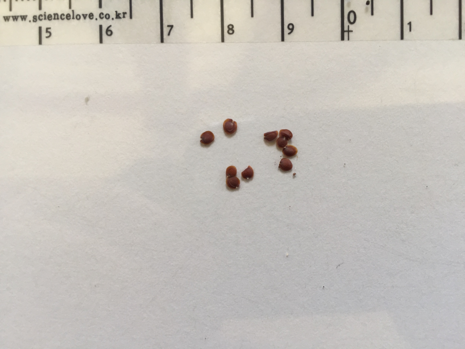가는잎향유 씨앗 Elsholtzia angustifolia (Loes.) Kitag. seed