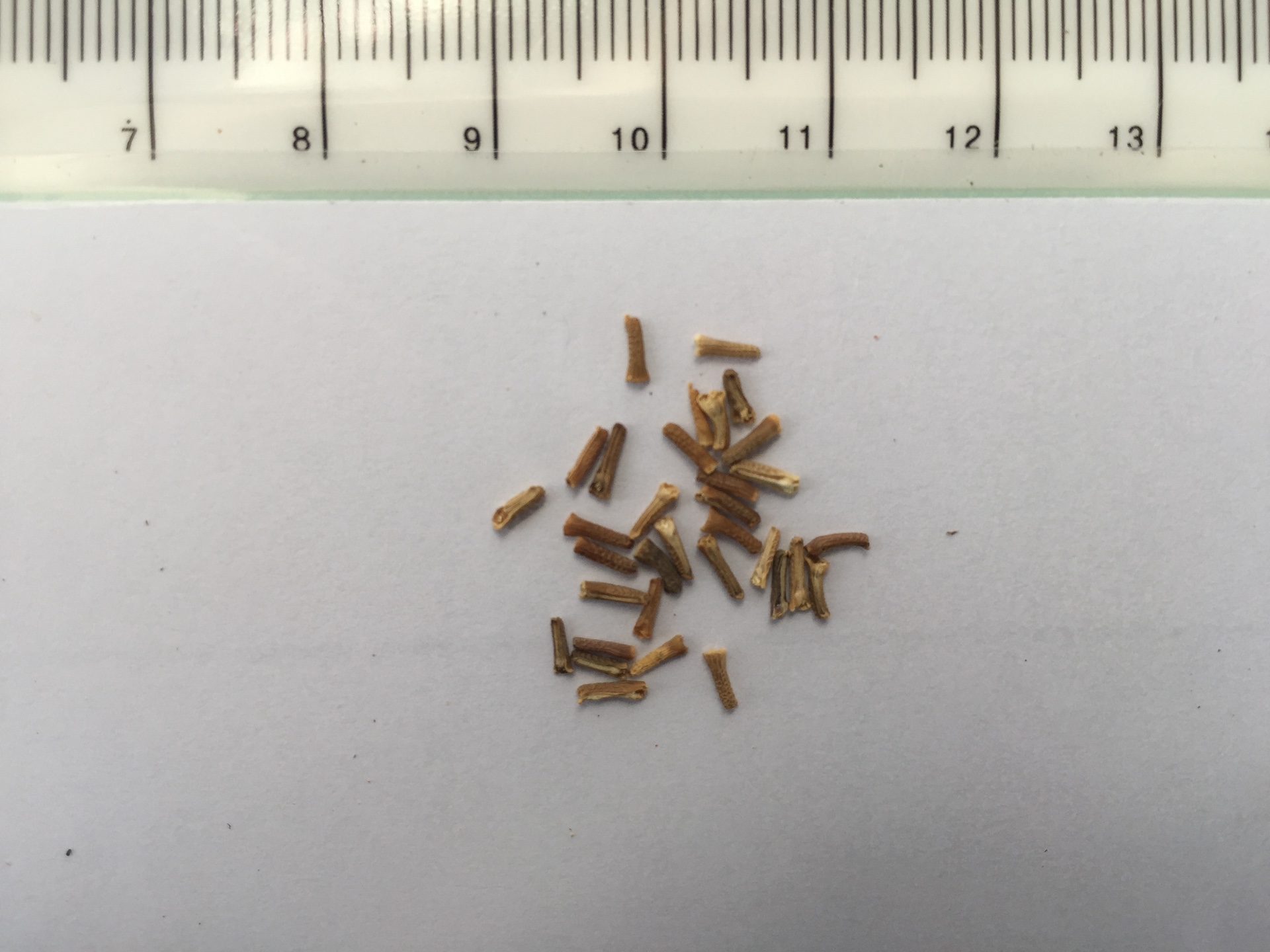 버베나 씨앗 Verbena hybrida seed