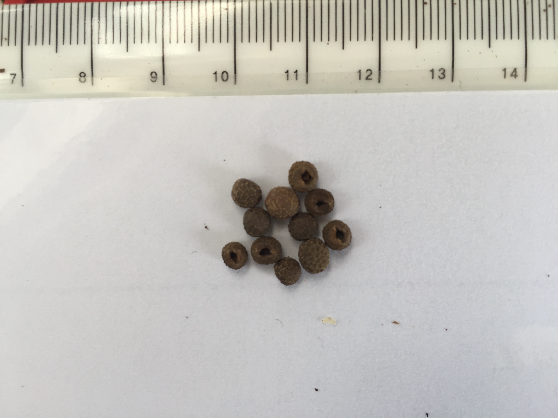 아프리카 나팔꽃 씨앗 Thunbergia alata seed