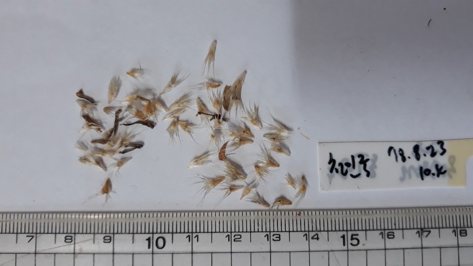 천인국 씨앗 Gaillardia pulchella Foug. seed